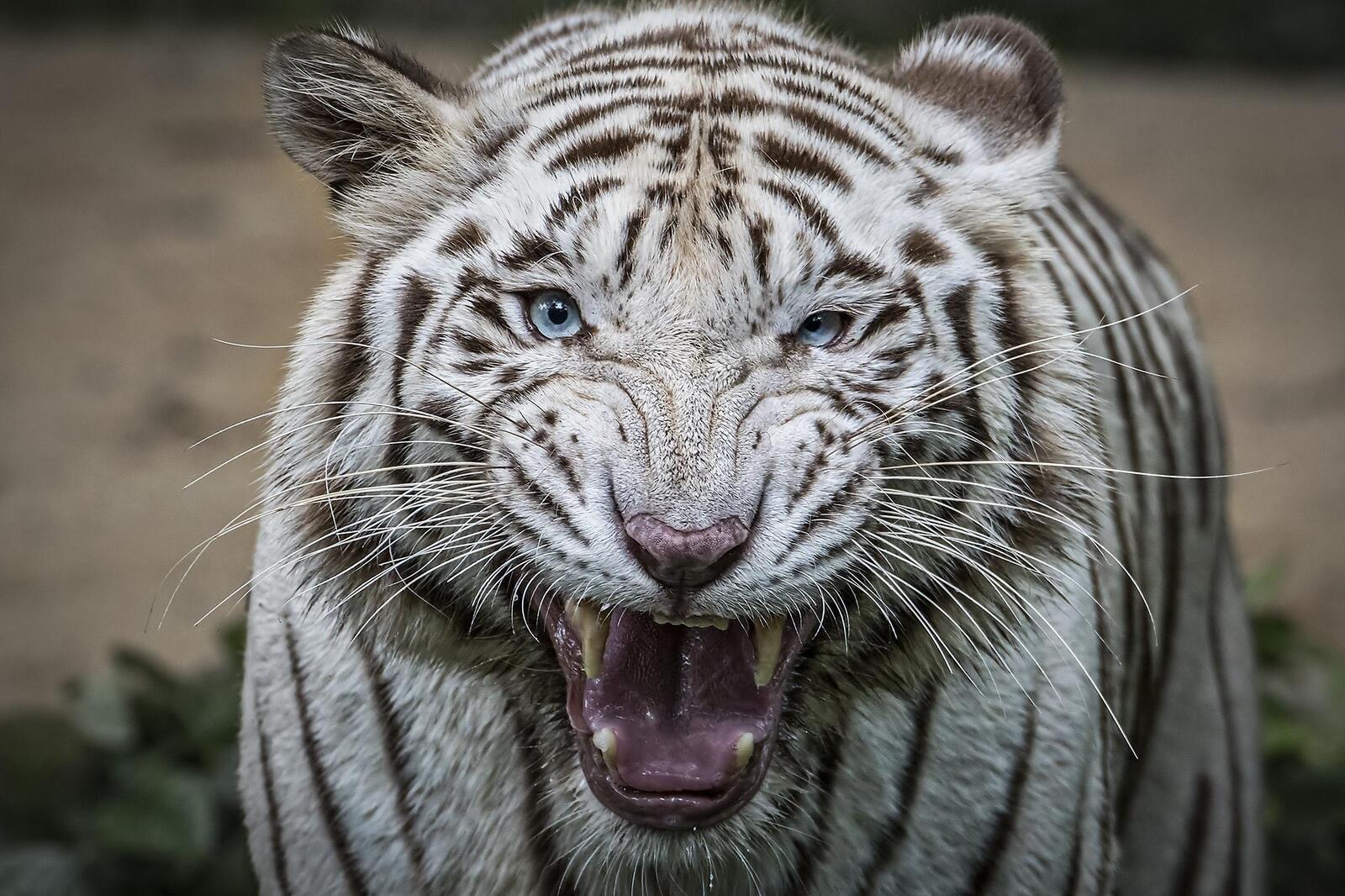 Обои белый тигр животное хищник на рабочий стол