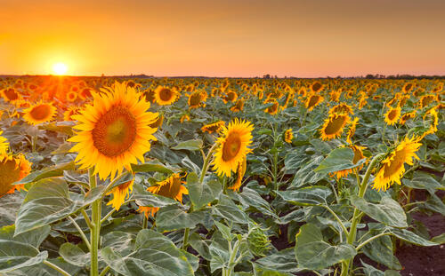 Free sunflowers, sunset - new photos