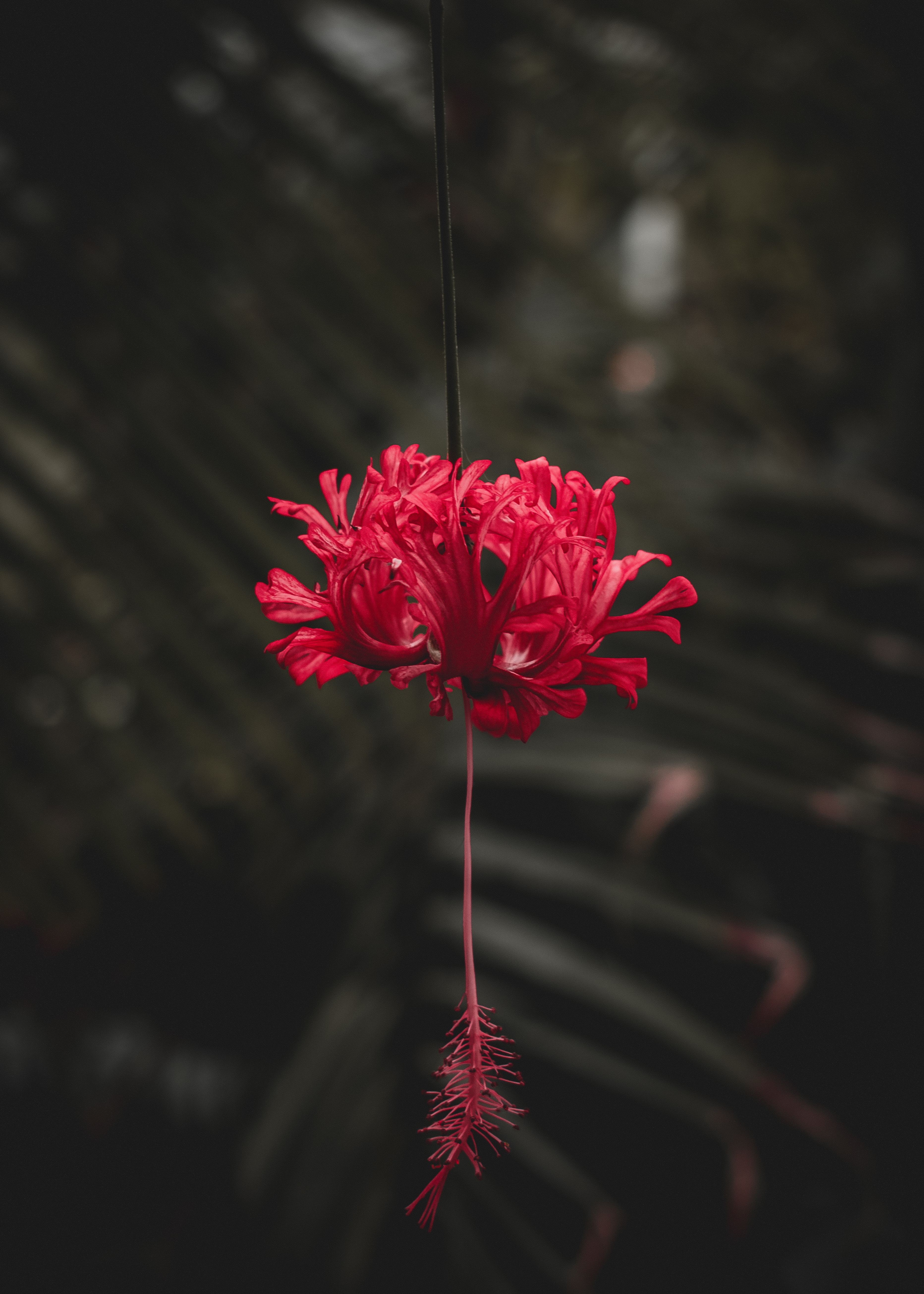 Заставка цветок, красный на айфон