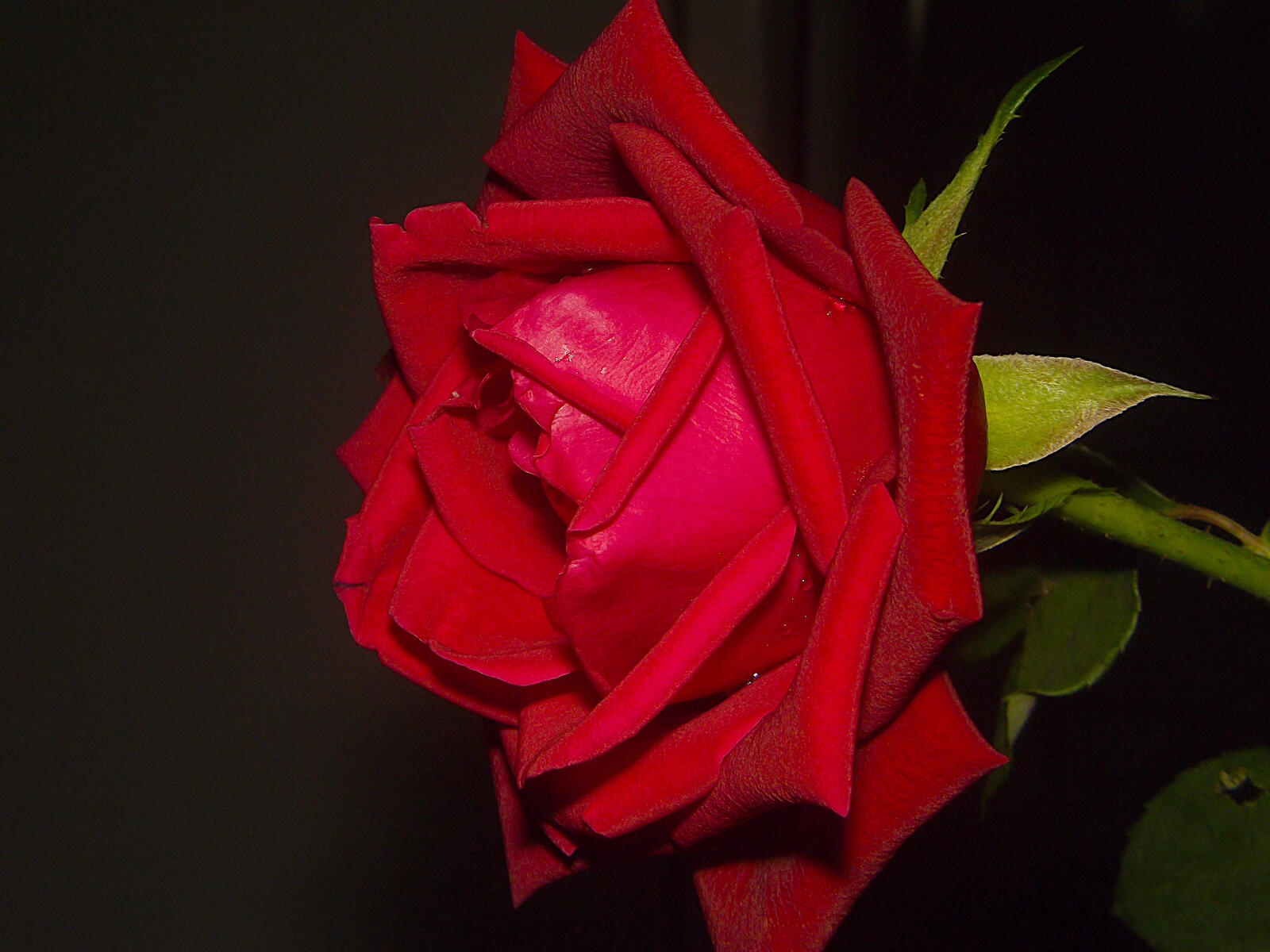 Обои макро одинокая роза флора на рабочий стол