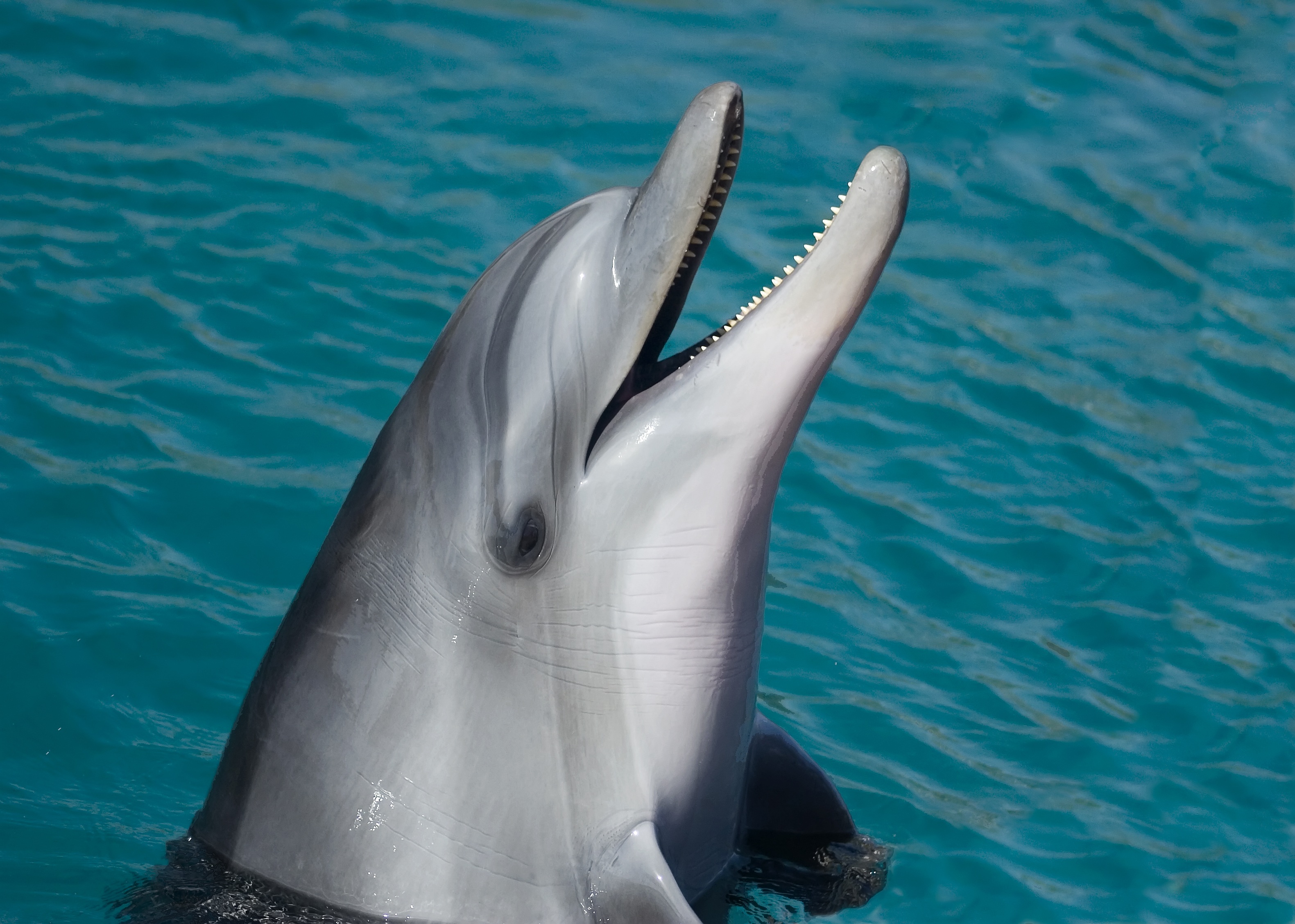 Обои грубозубый дельфин морское млекопитающее подводный мир на рабочий стол
