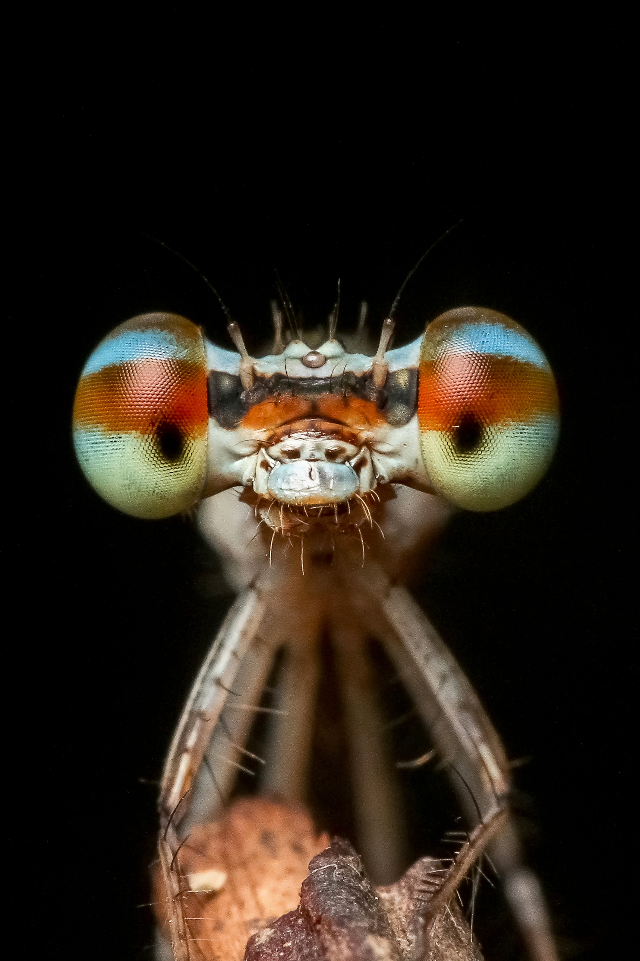 Фото фотографии равнокрылые стрекозы фауна - бесплатные картинки на Fonwall