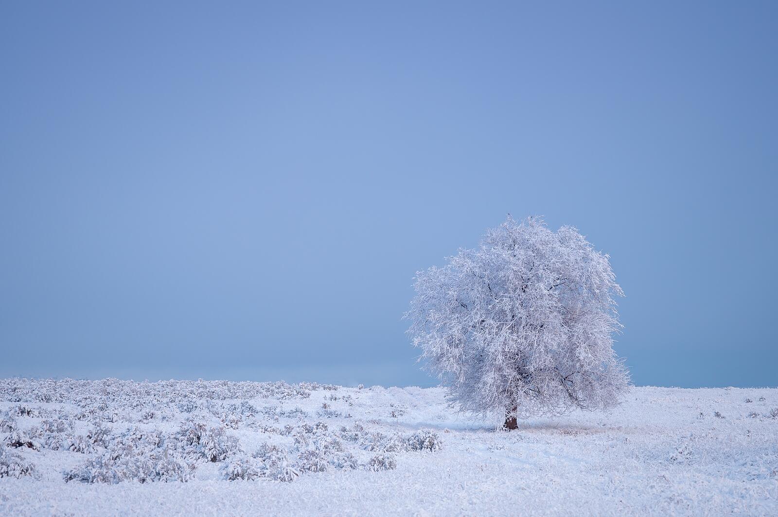 Обои мороз ясное небо одинокое дерево на рабочий стол