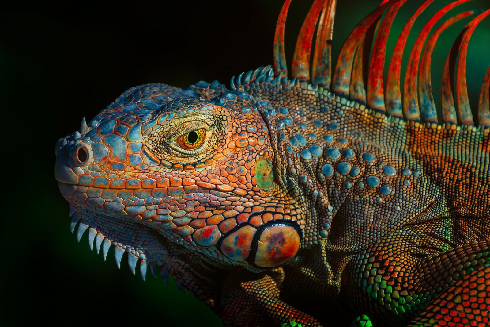 Wallpapers Green Iguana Green iguana a large herbivorous lizard of the family of iguanids on the desktop