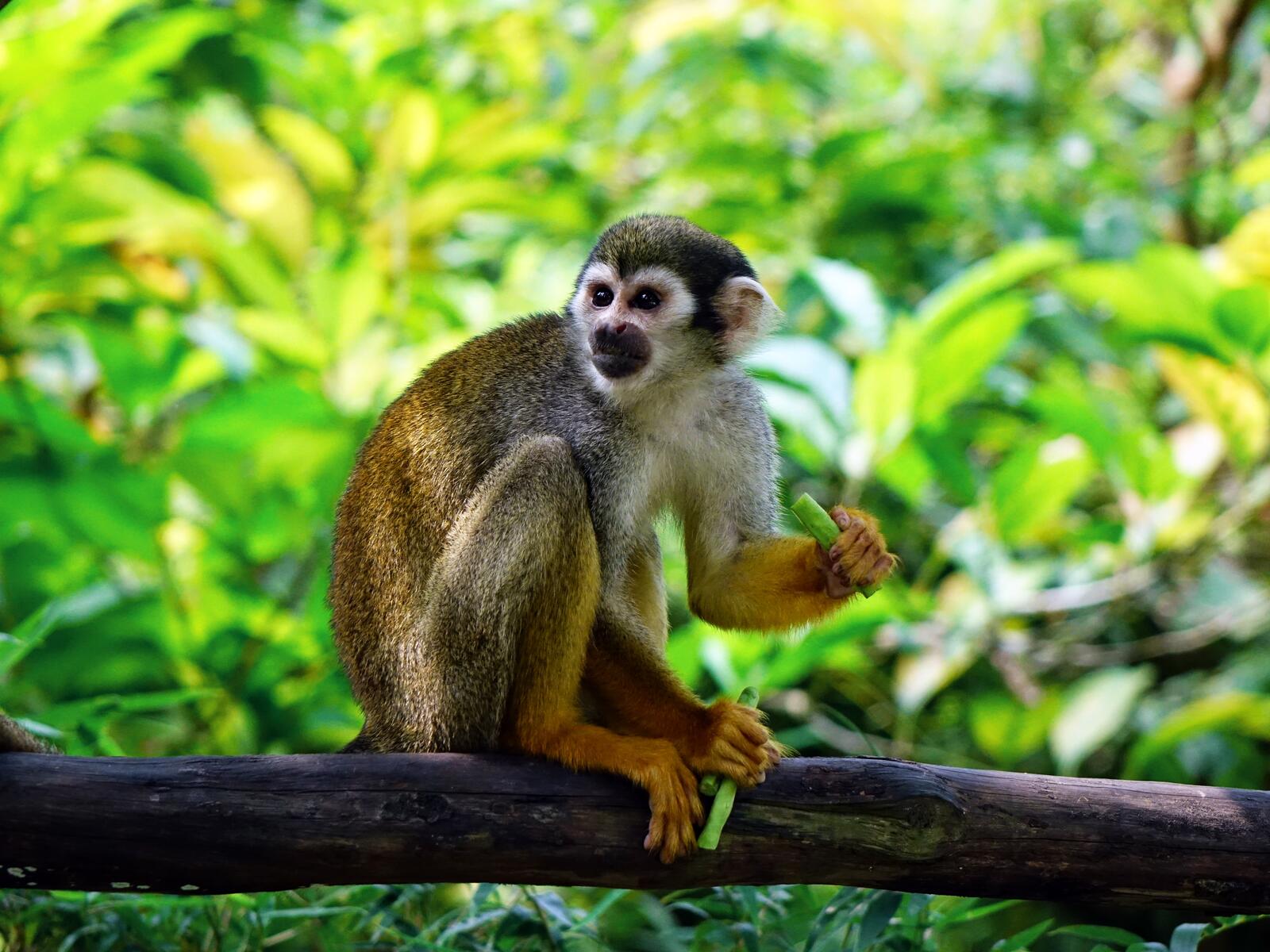 Wallpapers squirrel monkey climb monkey on the desktop