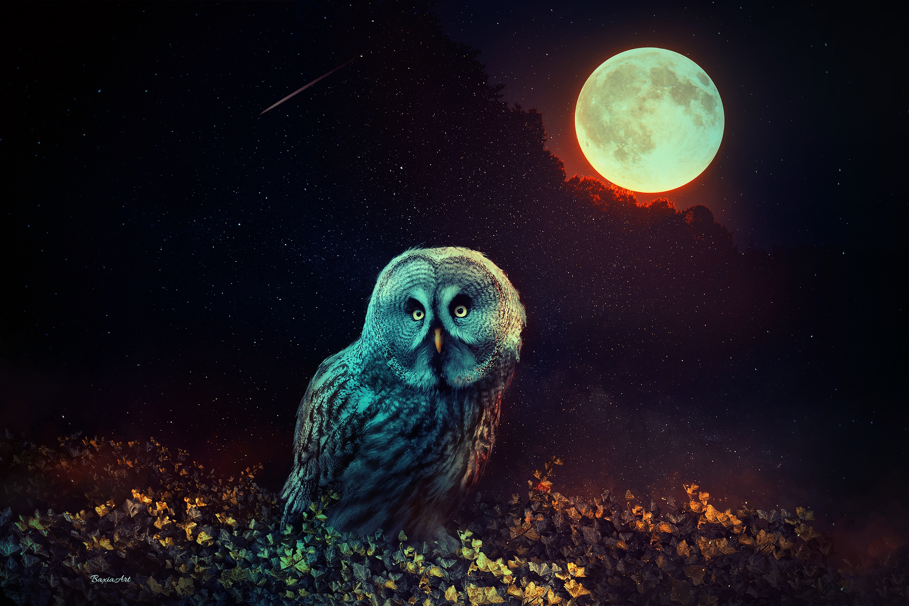 Wallpapers owl full Moon starry sky on the desktop