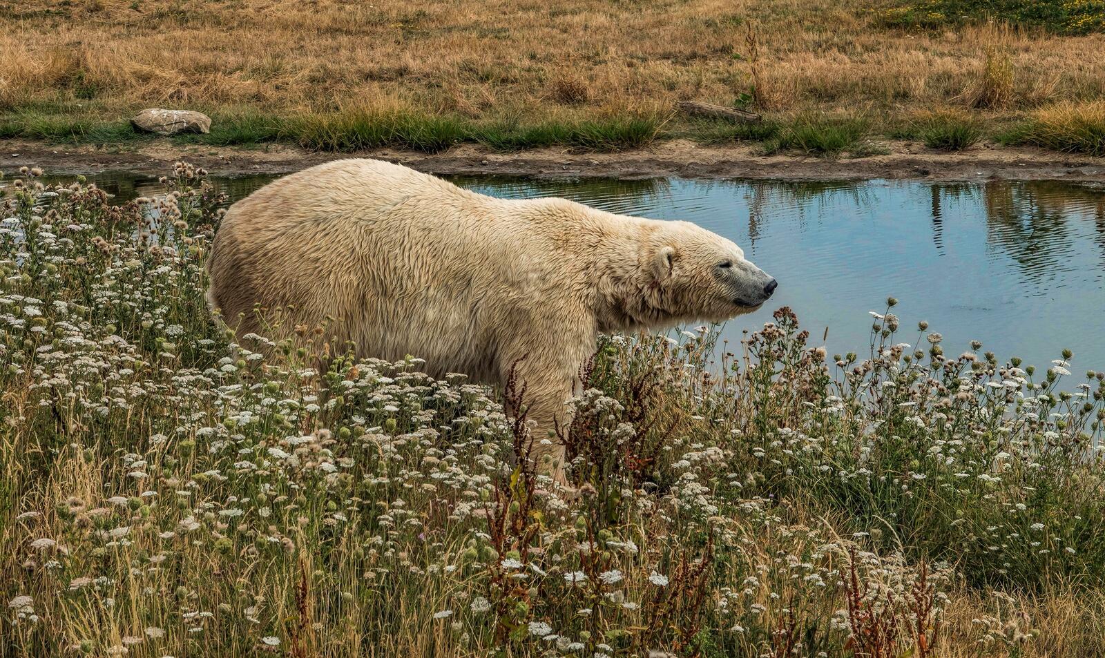 Белый медведь ходит по цветочному полю