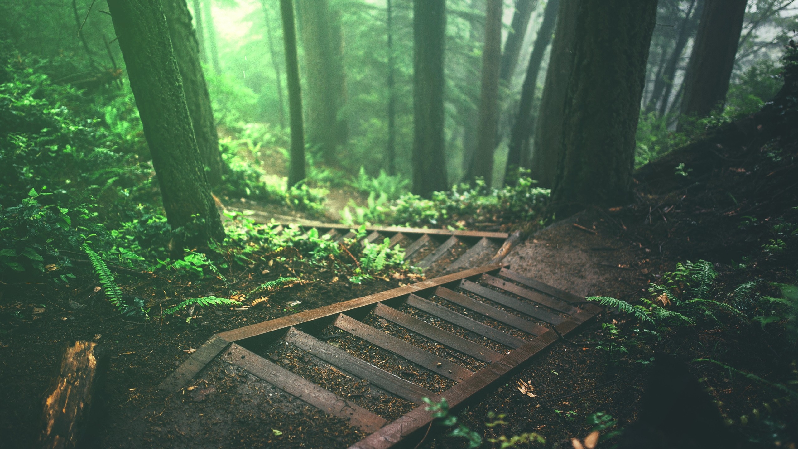 Фото бесплатно обои лес, лестницы, листва
