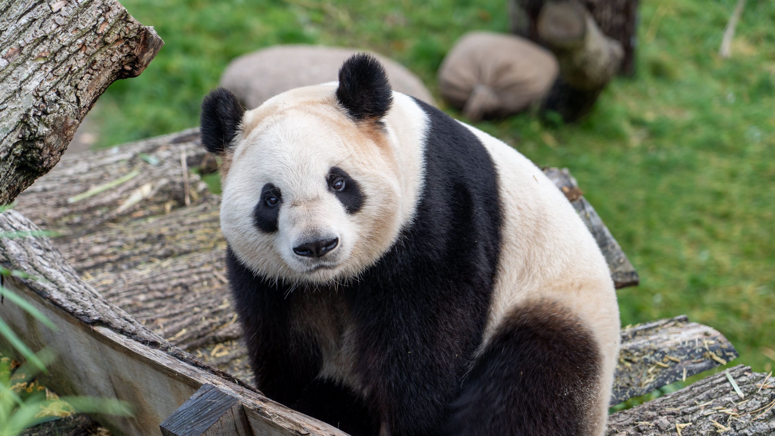 Хвост панды фото животного