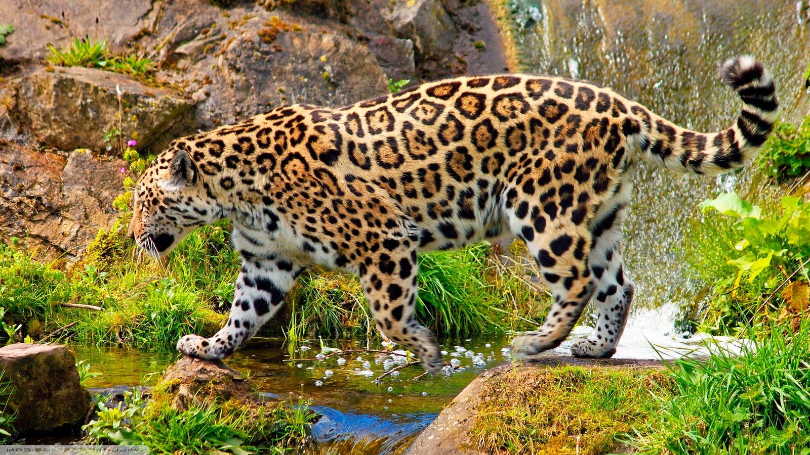 Wallpapers animals jaguars blotchy on the desktop