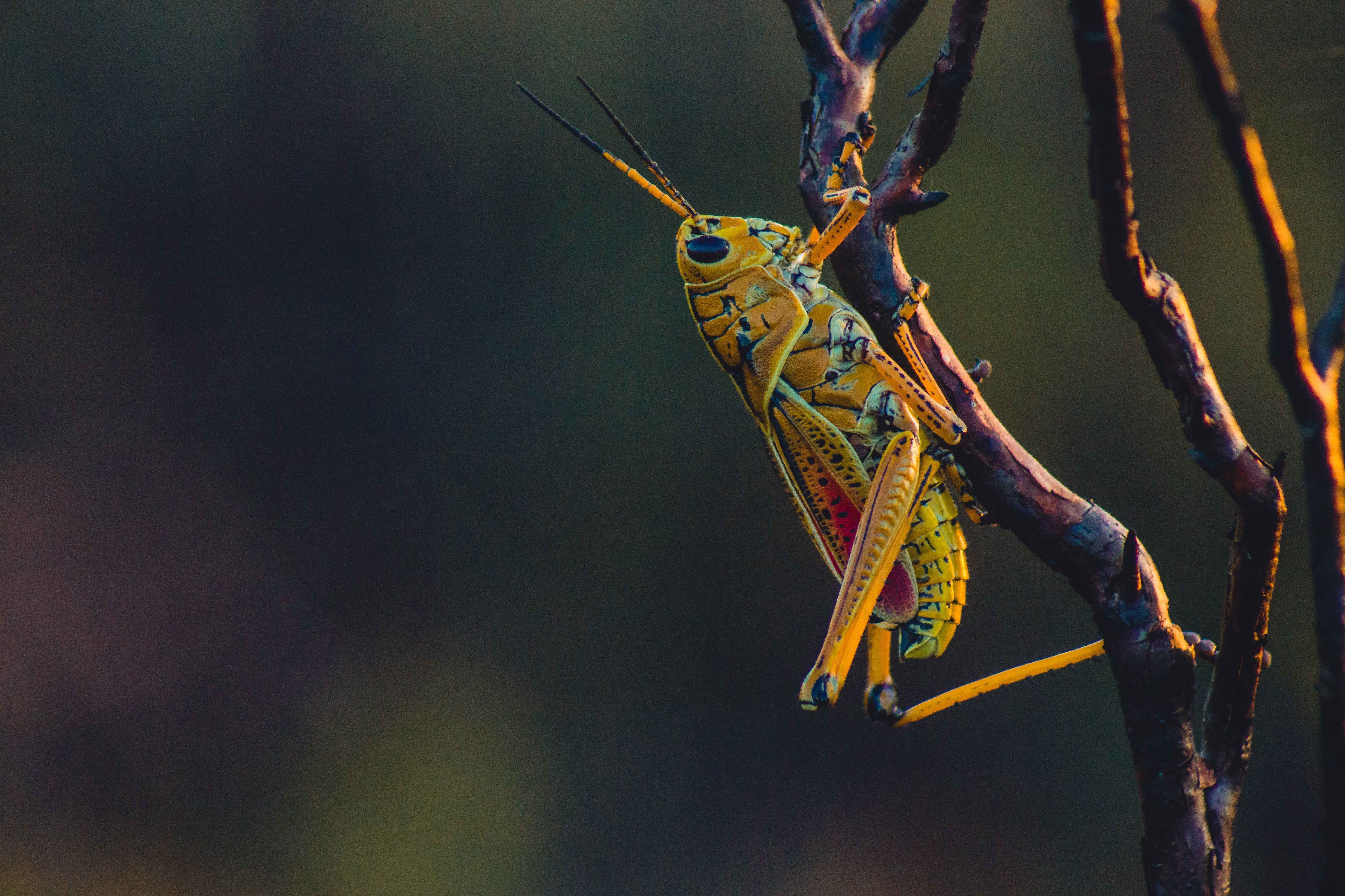 Wallpapers grasshopper branches ascent on the desktop