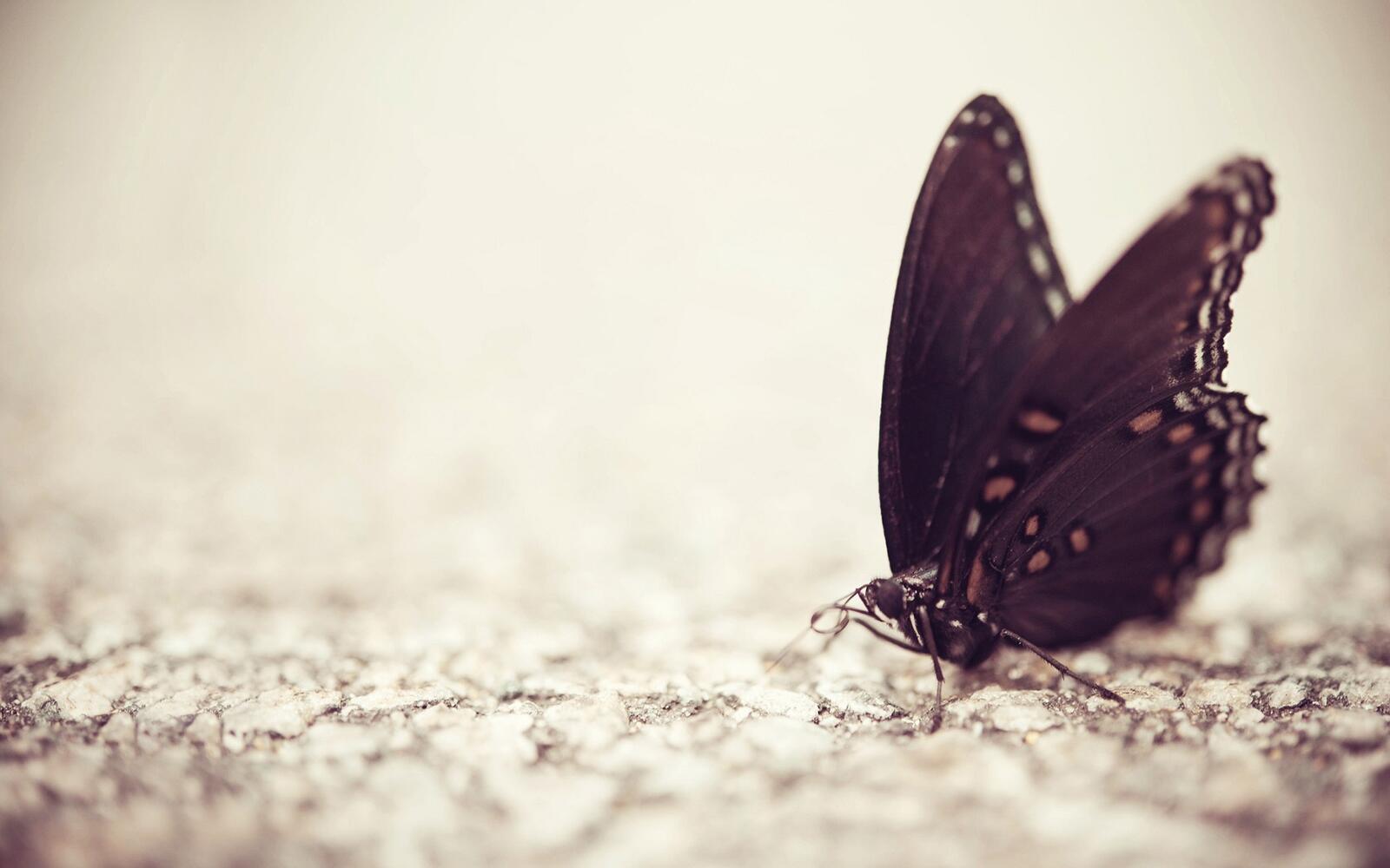 Бесплатное фото Черная бабочка крупным планом
