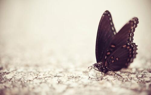 Black butterfly close-up