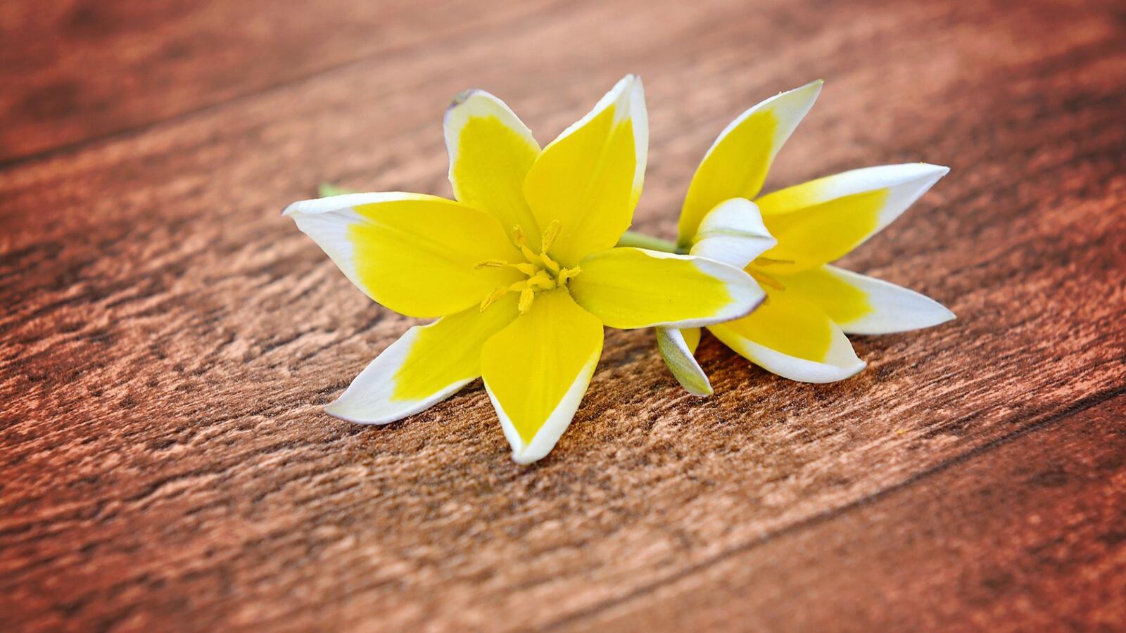 Обои жёлтые цветы фотографии древесина на рабочий стол