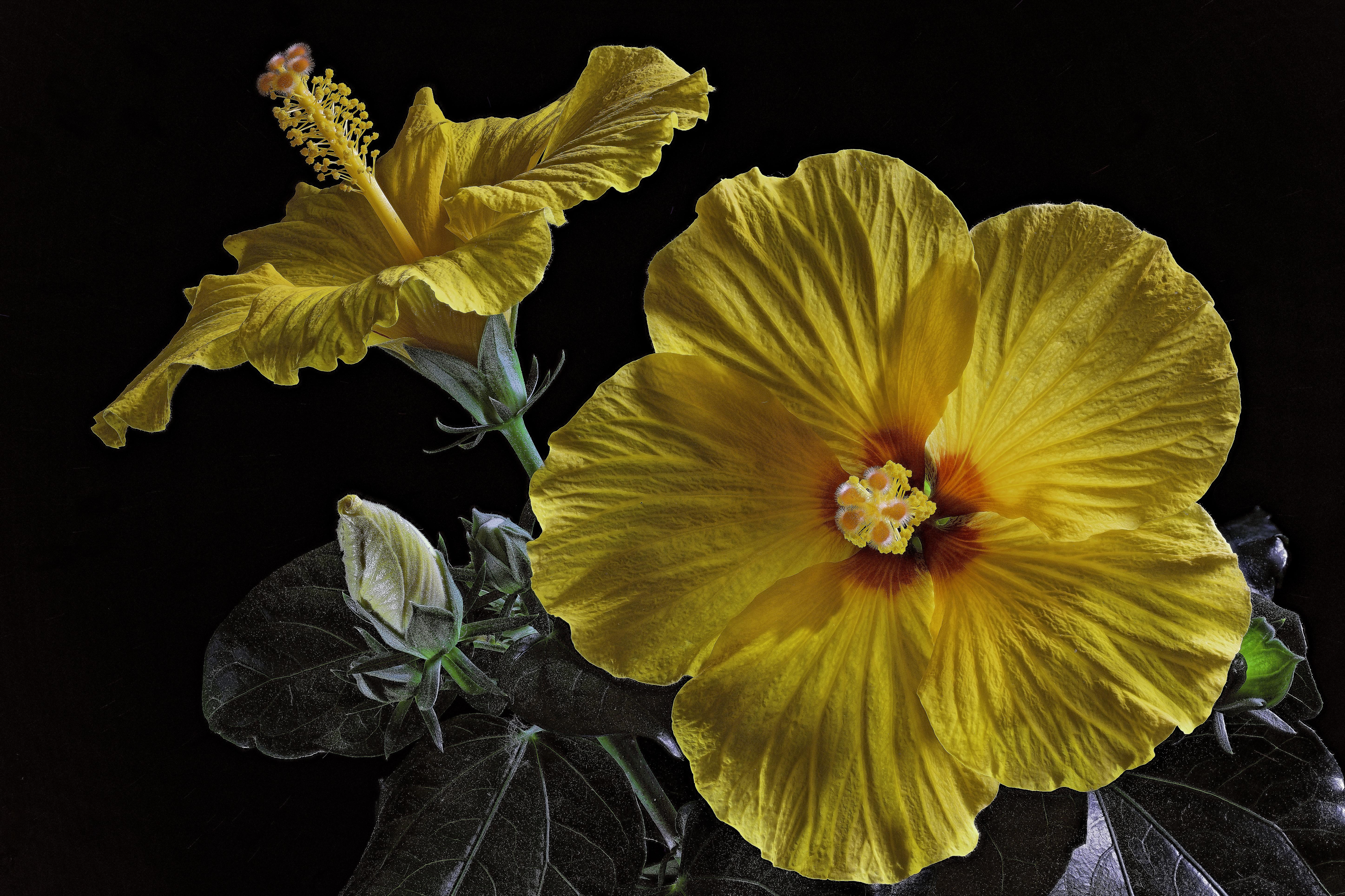 Обои жёлтые цветы желтые лепестки флора на рабочий стол