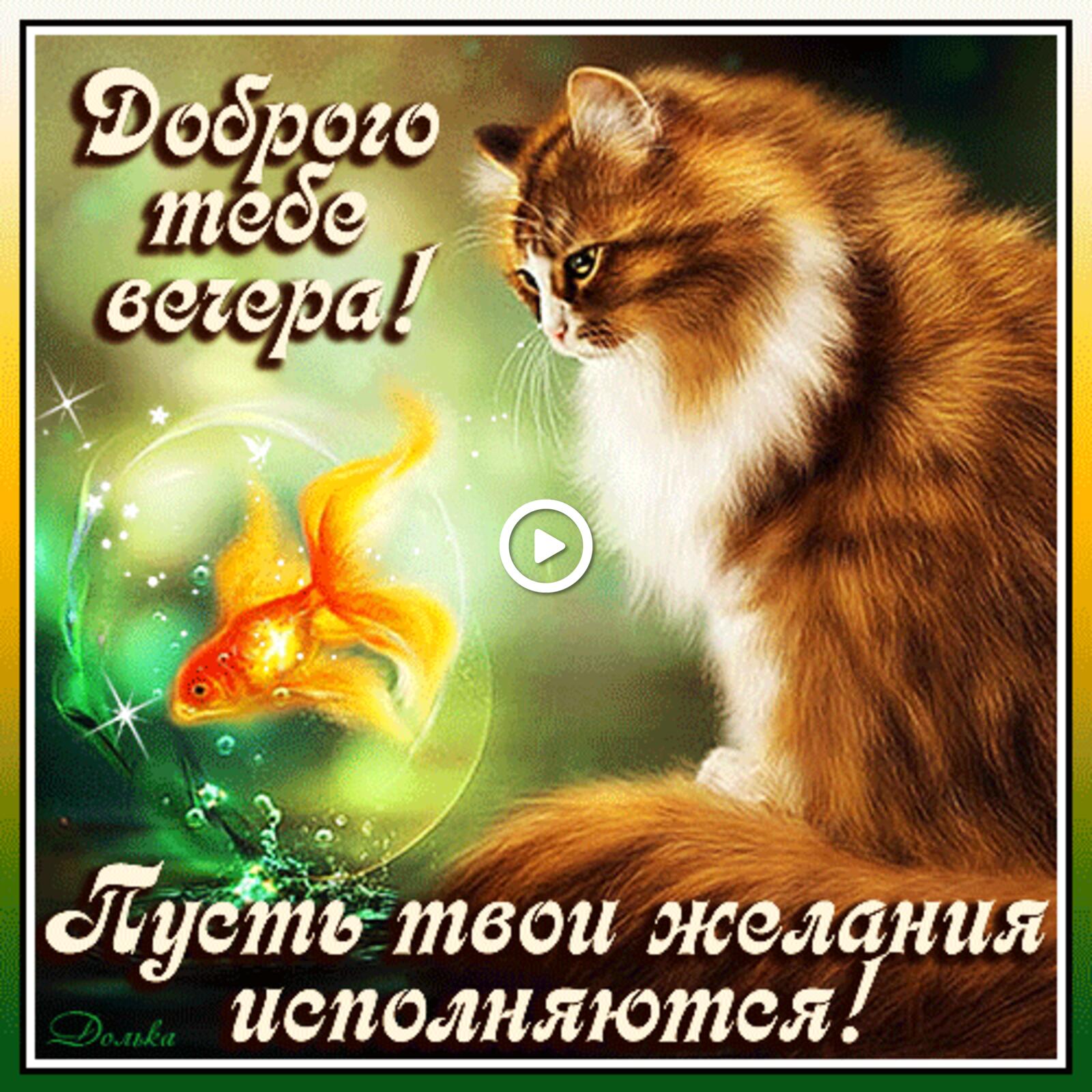 A postcard on the subject of good evening good morning wishes domestic cat for free