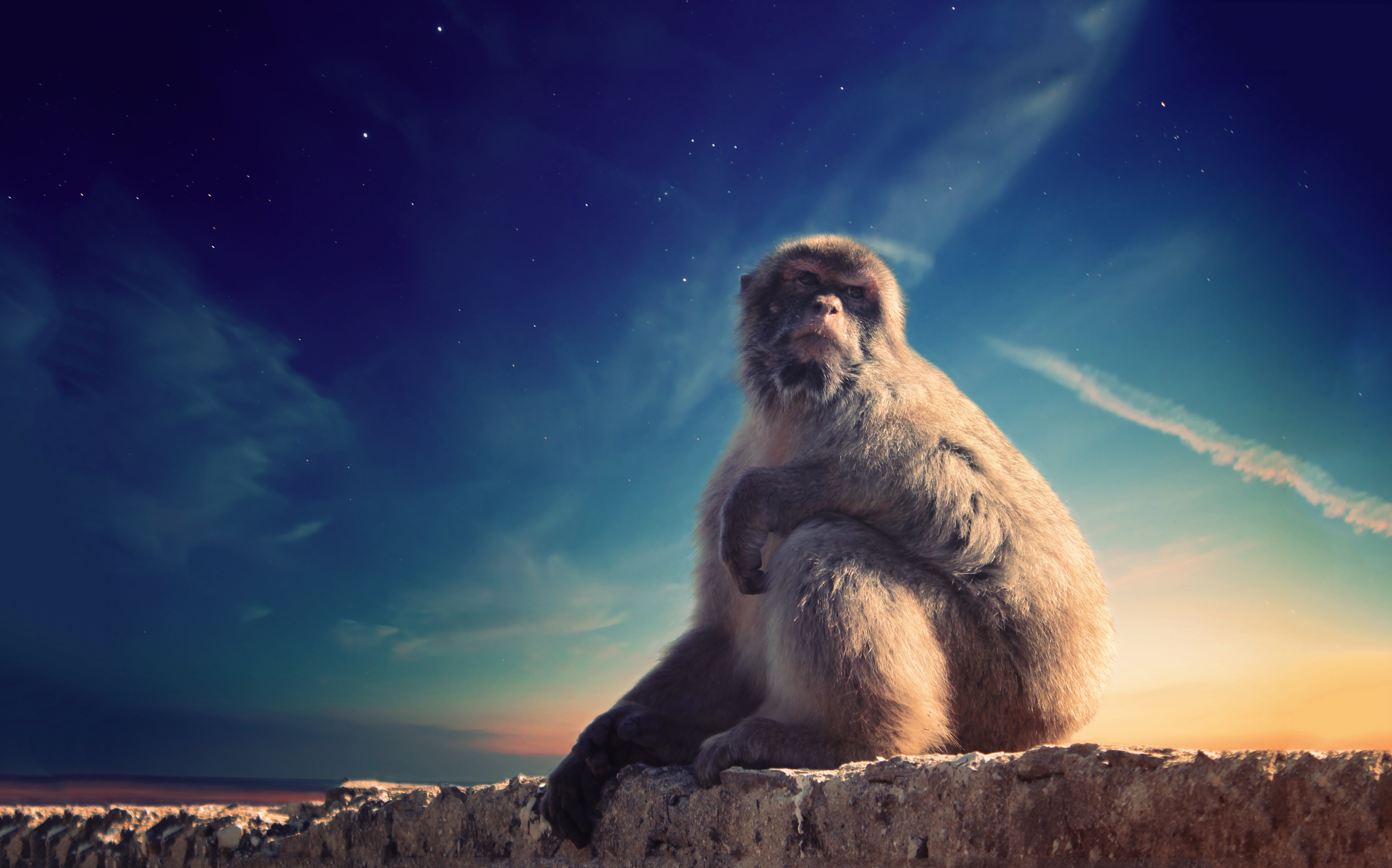 Wallpapers sunset animal monkey on the desktop