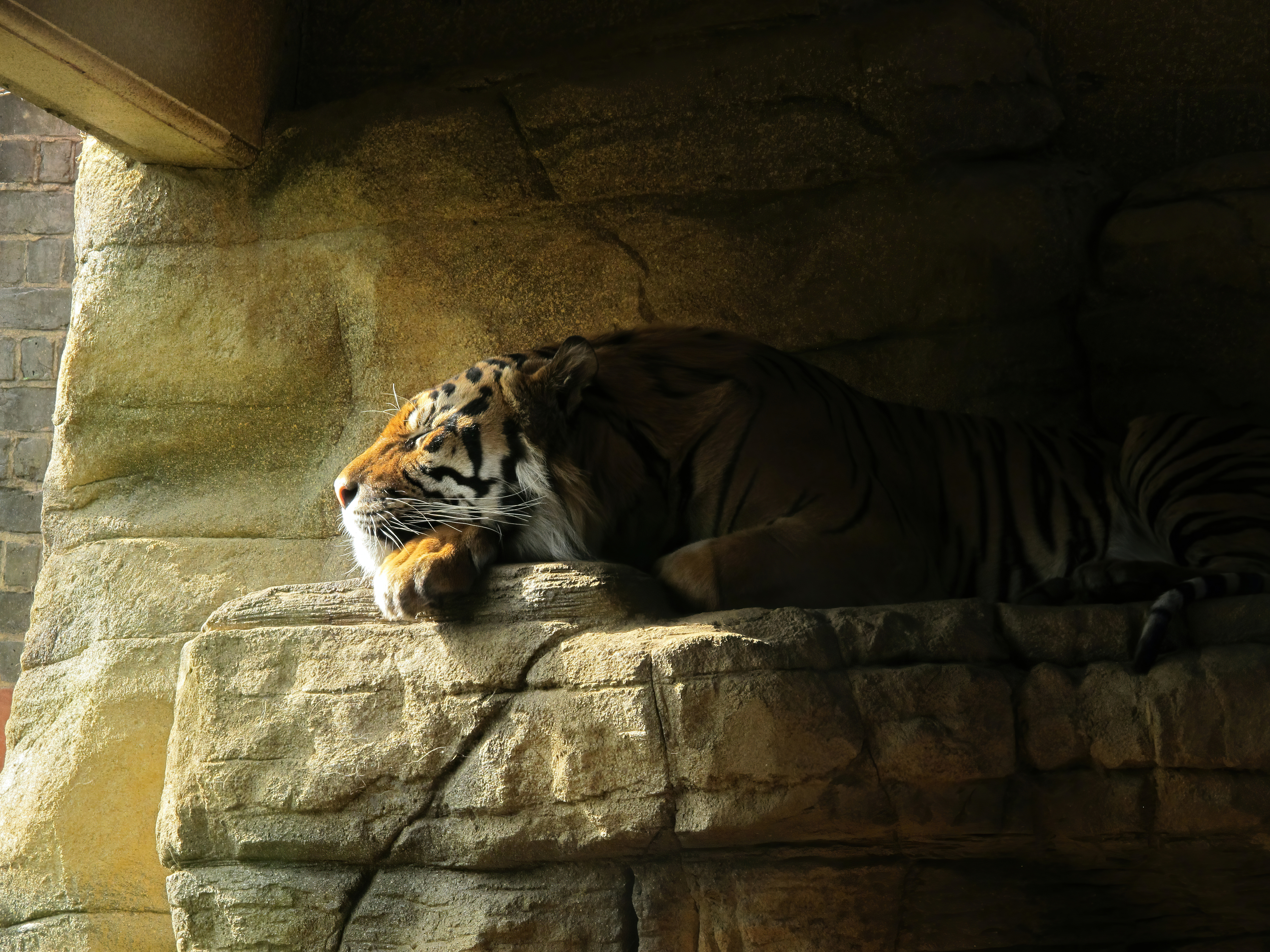 Wallpapers tiger resting cave on the desktop