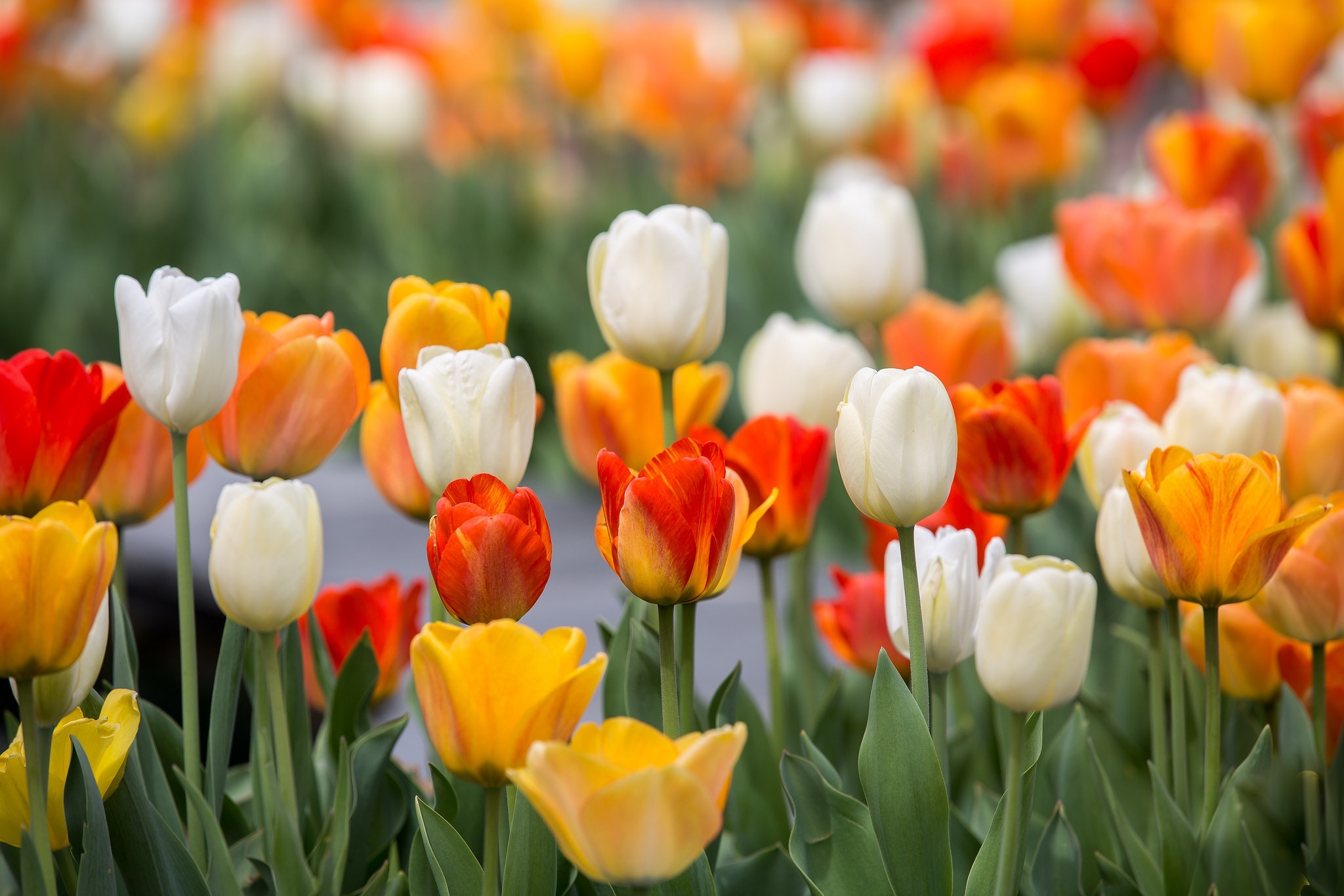 Wallpapers wallpaper colorful tulips picturesque summer on the desktop