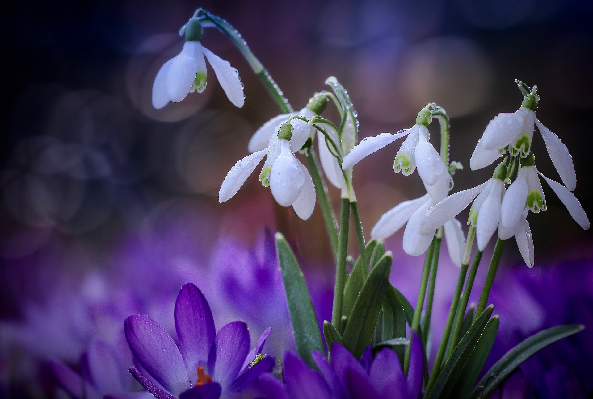Фото бесплатно обои белые цветы, весна, цветения