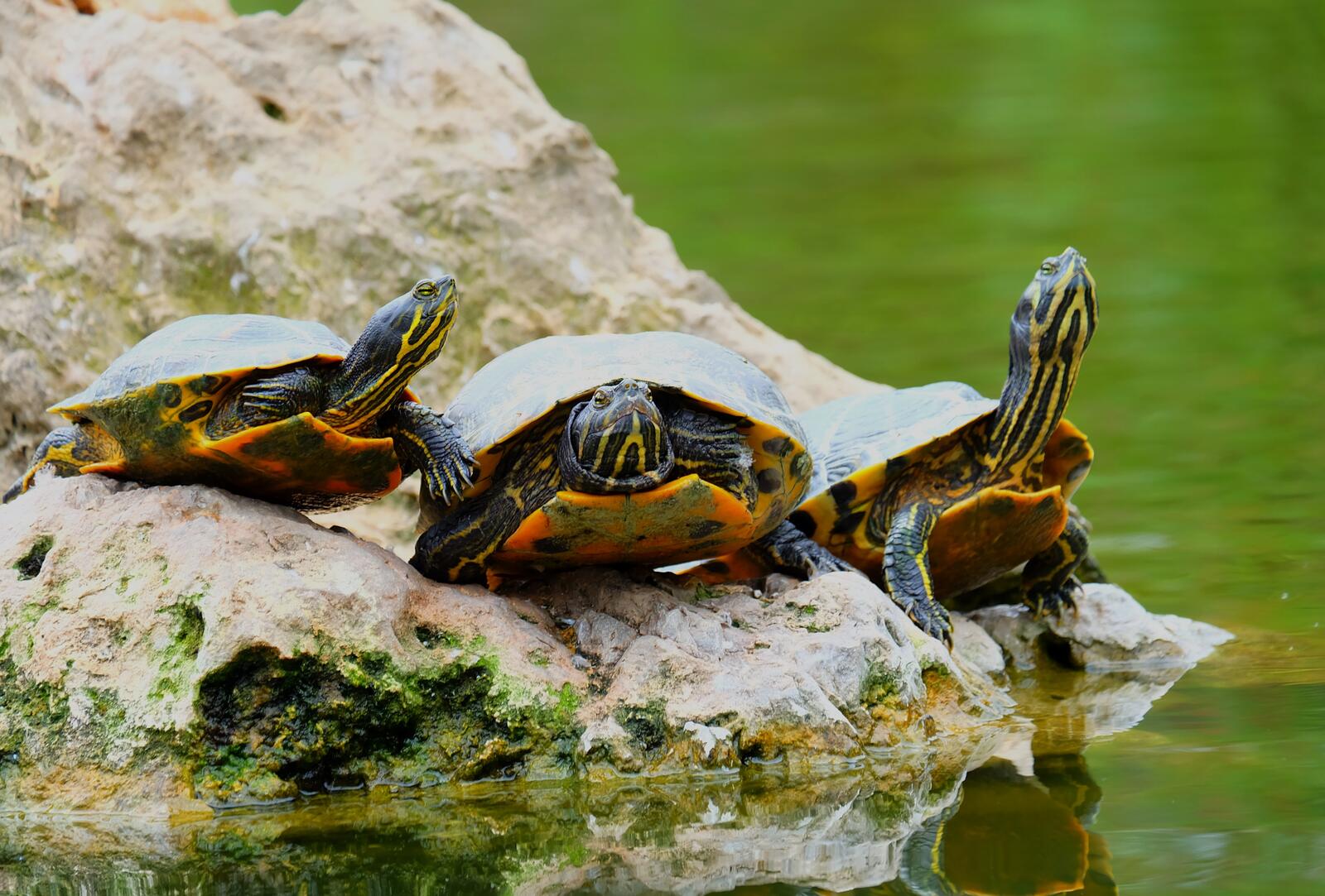 Бесплатное фото Красноухие черепахи в дикой природе