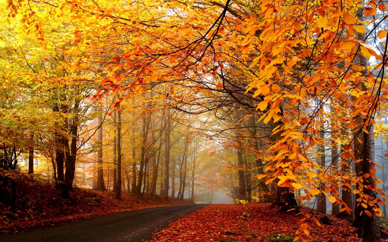 Wallpapers autumn trees road on the desktop