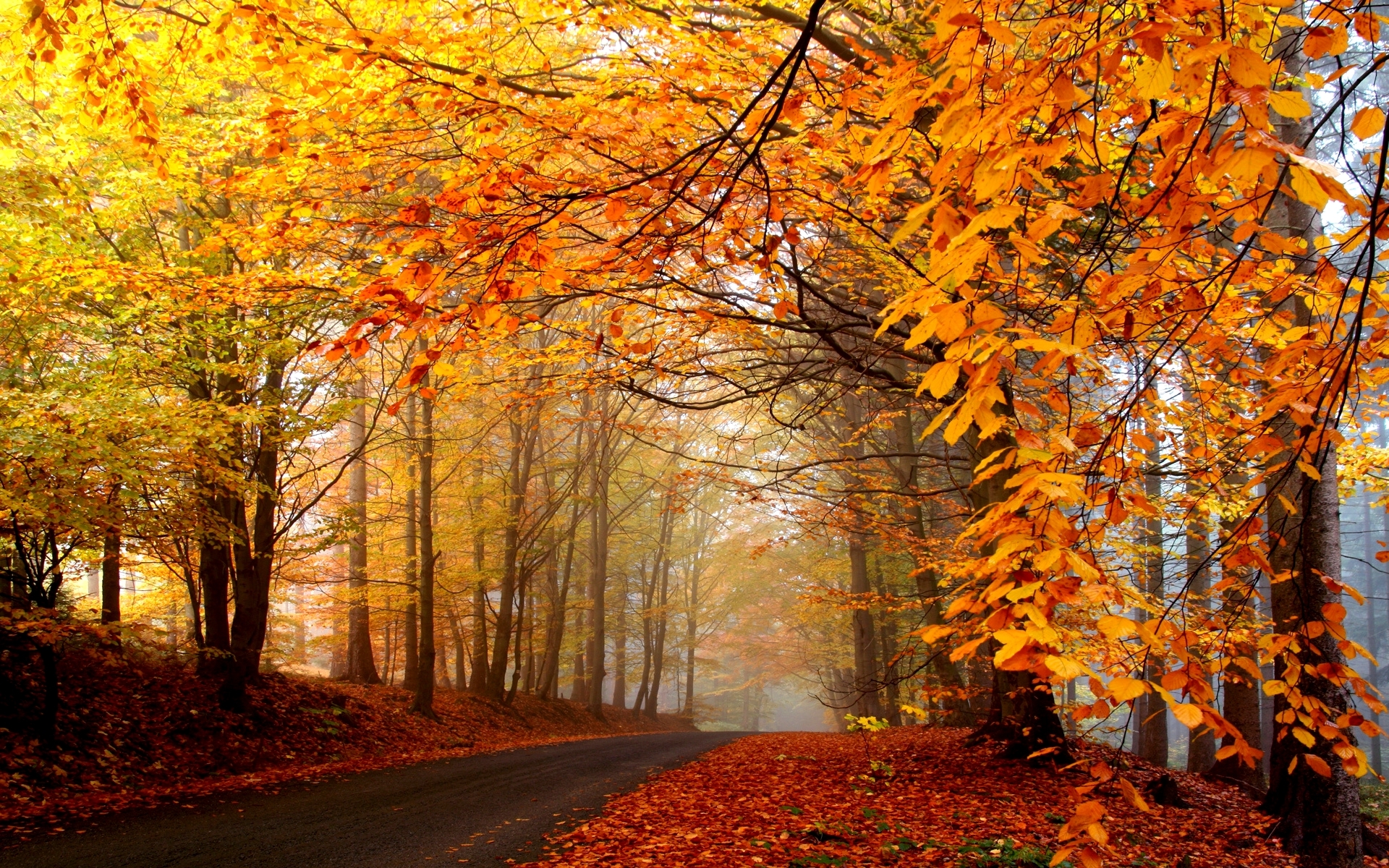 Photo autumn, trees, road, fog, haze, asphalt, leaves, yellow, brightly, nature - free pictures on Fonwall