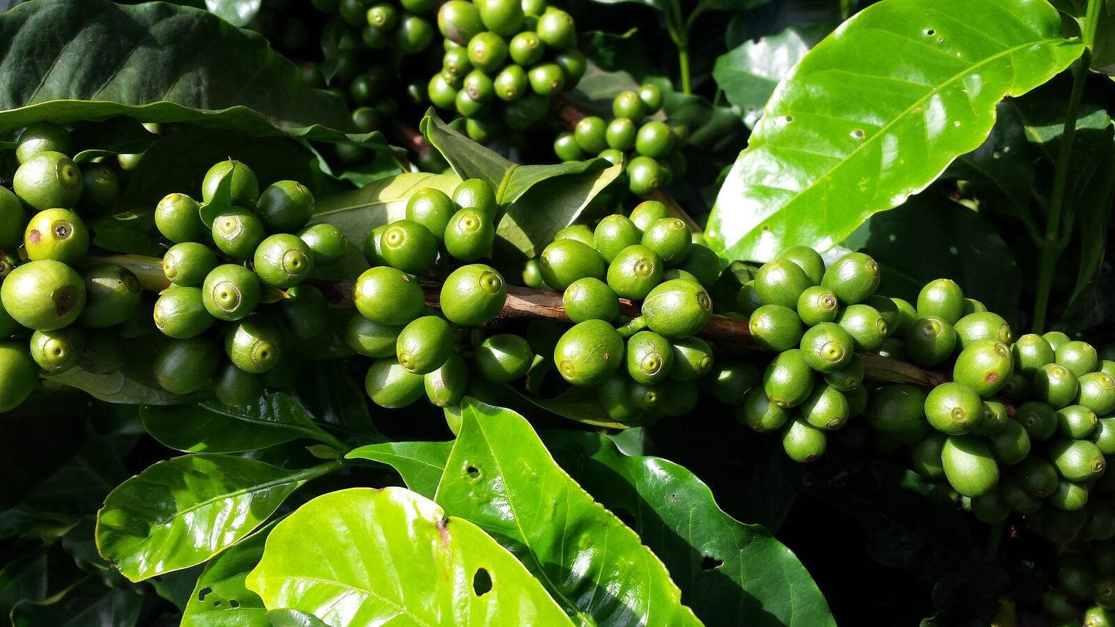 Wallpapers coffee plant fruits on the desktop
