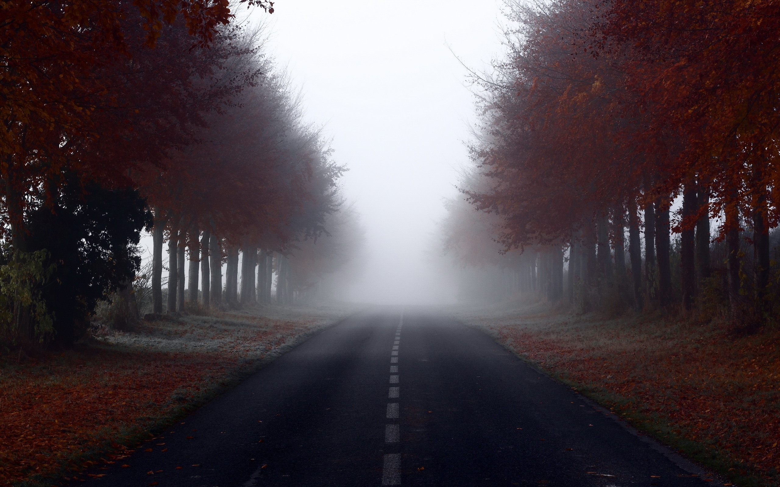 Wallpapers wallpaper foggy road autumn landscapes on the desktop