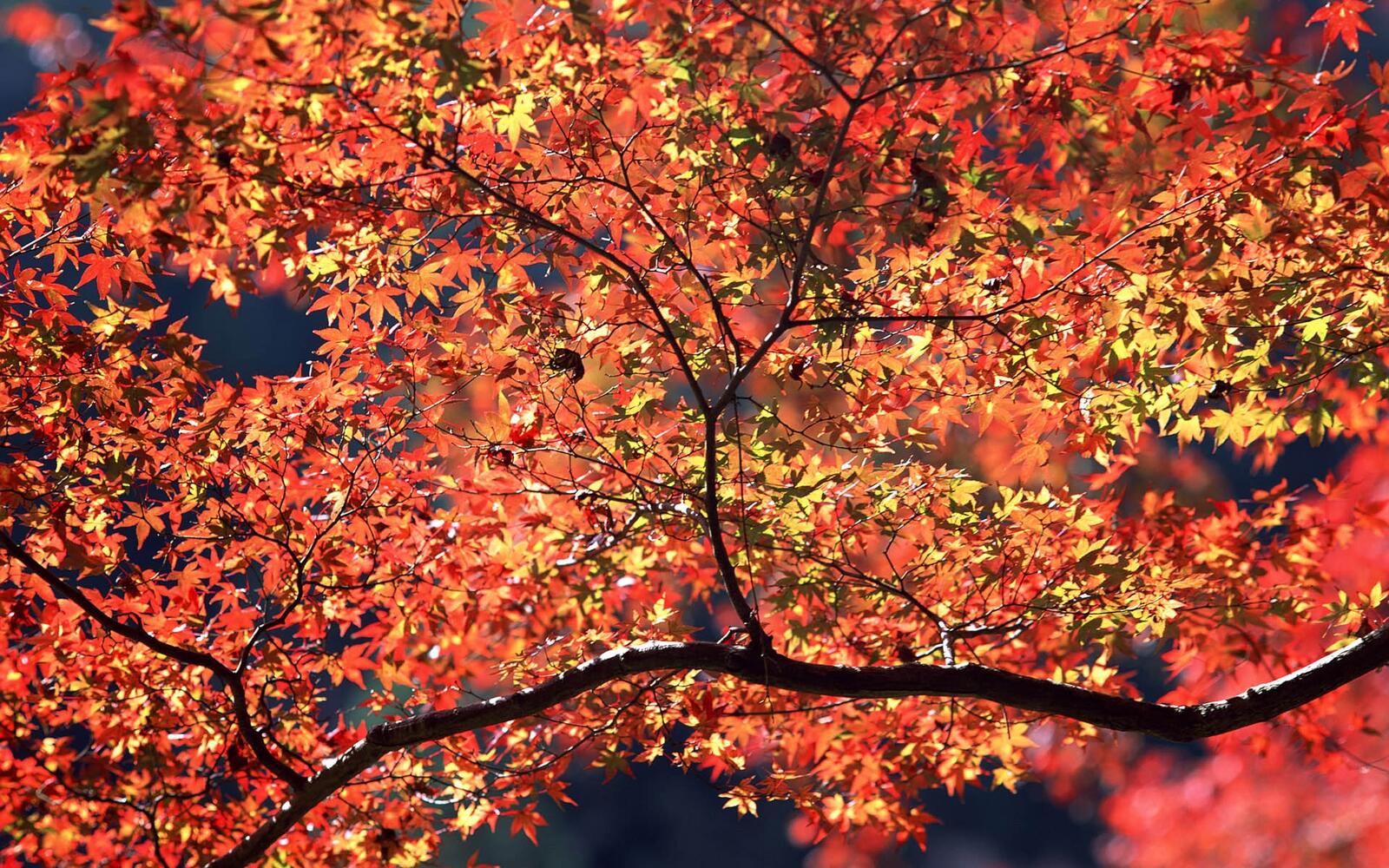 Wallpapers branches landscapes autumn on the desktop