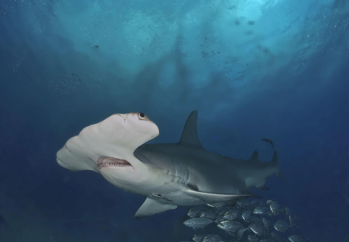 Beautiful wallpapers of sea creatures, sharks on the desktop