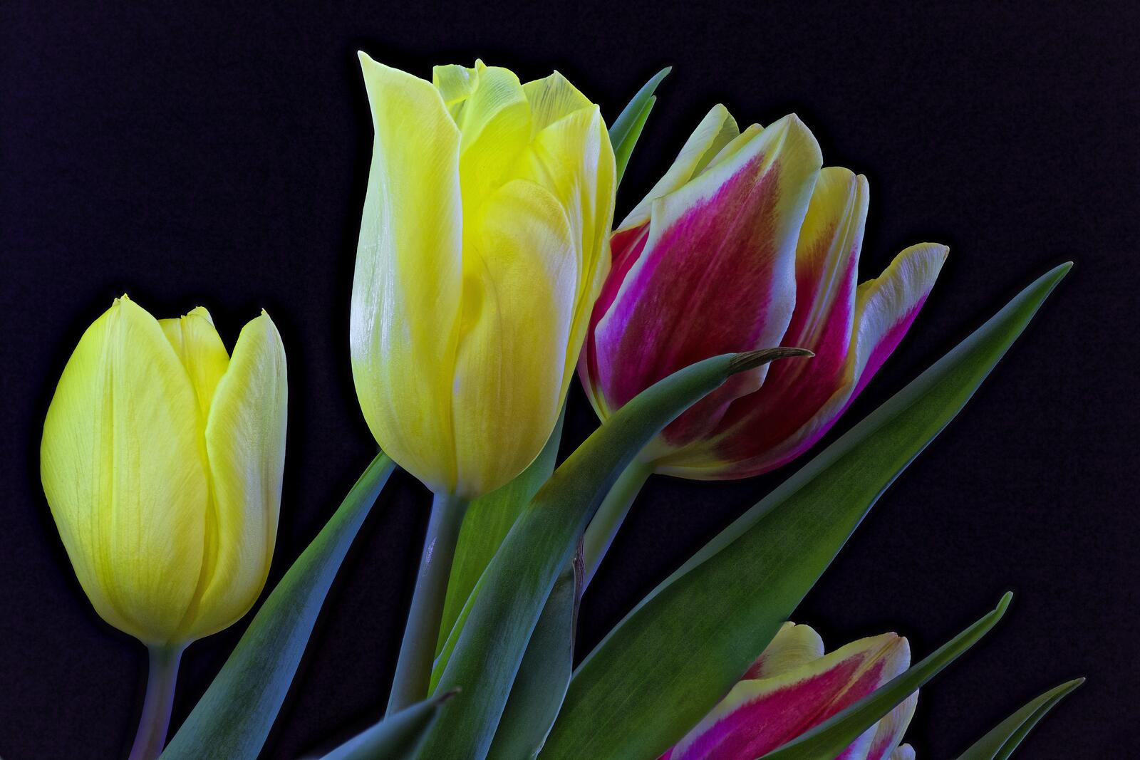 Wallpapers flower yellow flowers tulips on the desktop