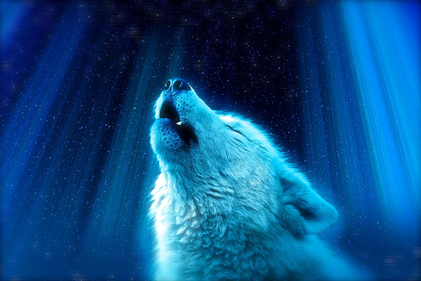 Wallpapers white wolf howl majestic on the desktop
