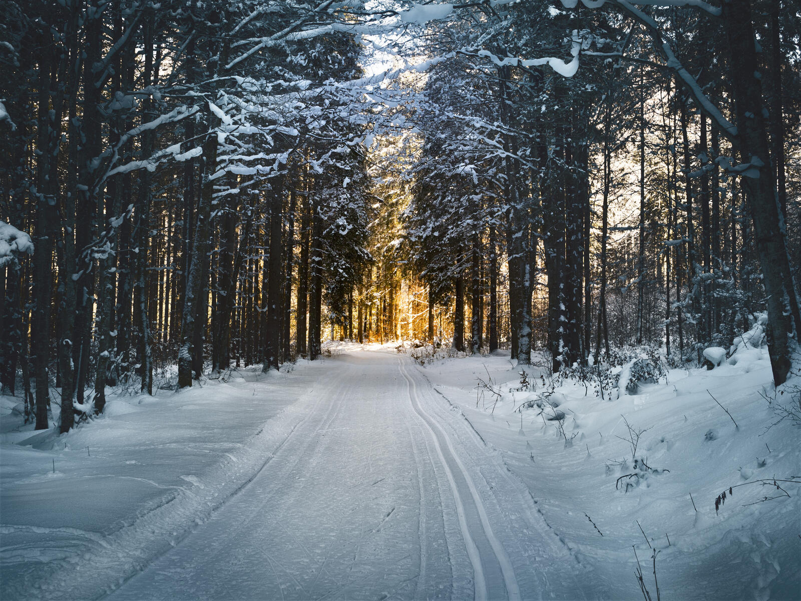 Wallpapers coniferous forest snow winter on the desktop