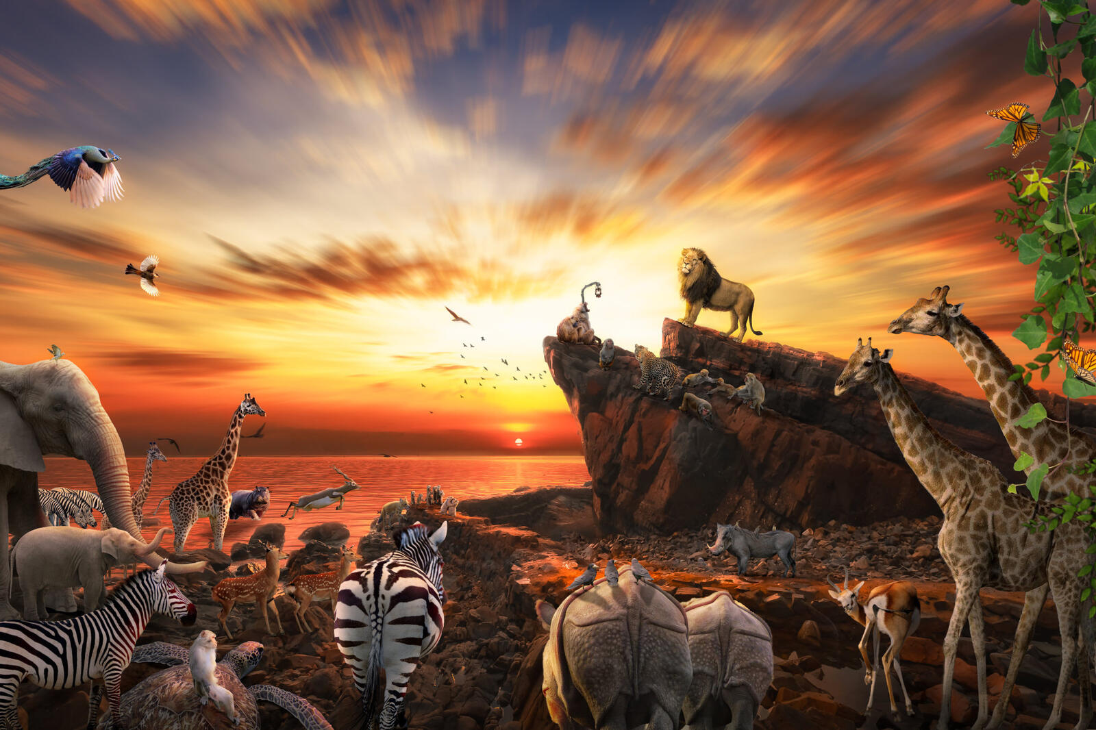 Wallpapers sunset African animals lion king on the desktop