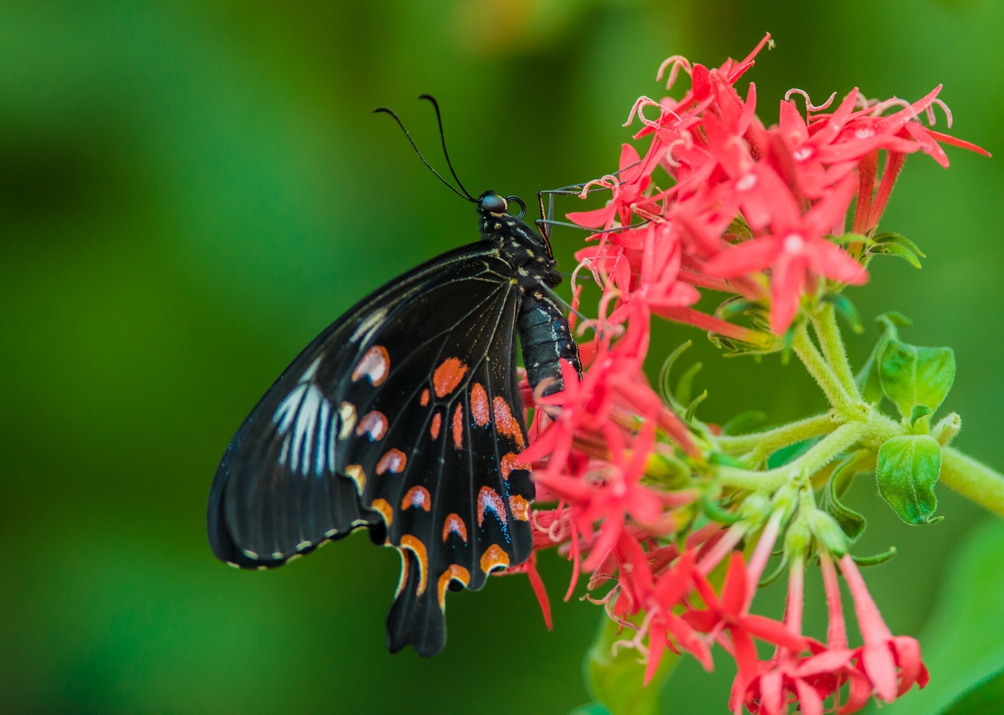 Wallpapers butterfly flower insects on the desktop