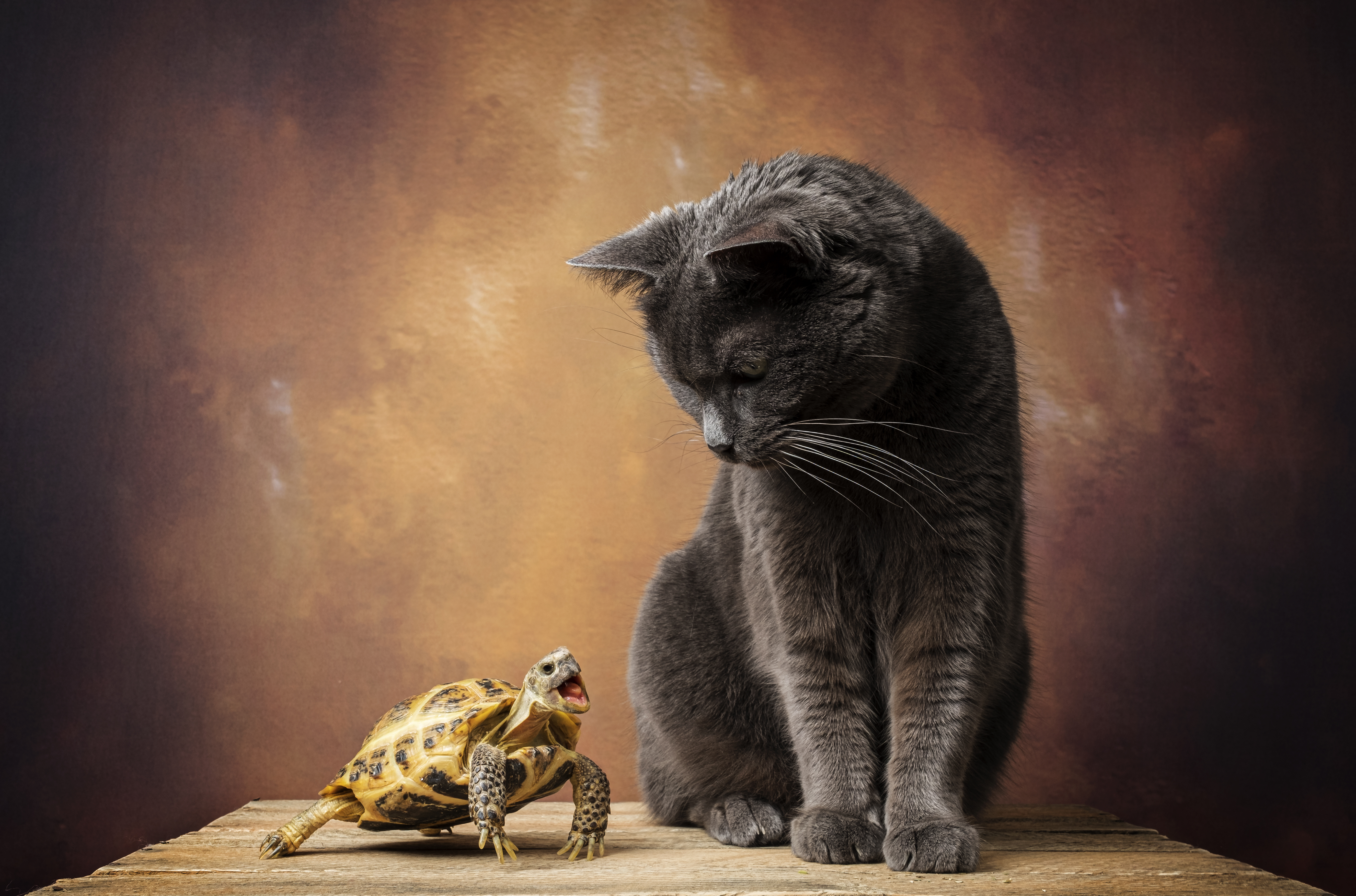 Кот и черепаха