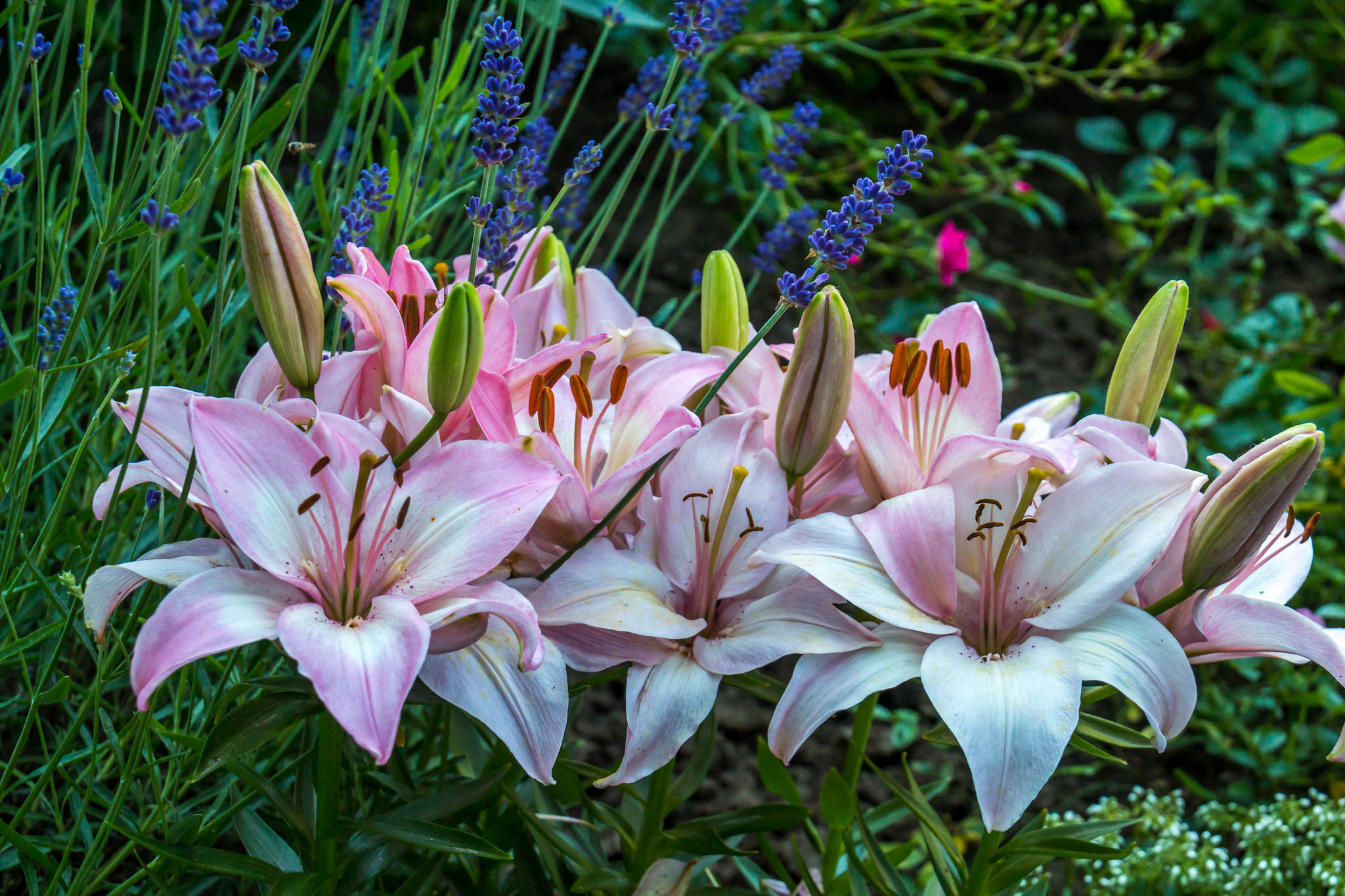 Download screensaver flowers, lilies