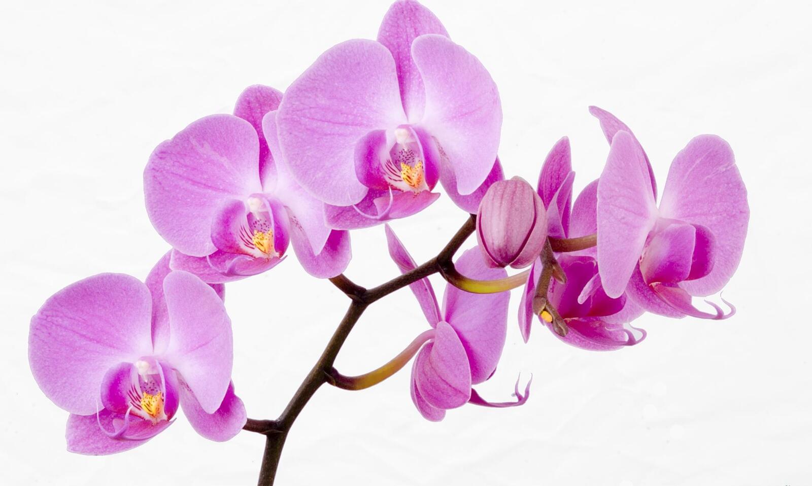 Обои орхидея цветок веточка на рабочий стол