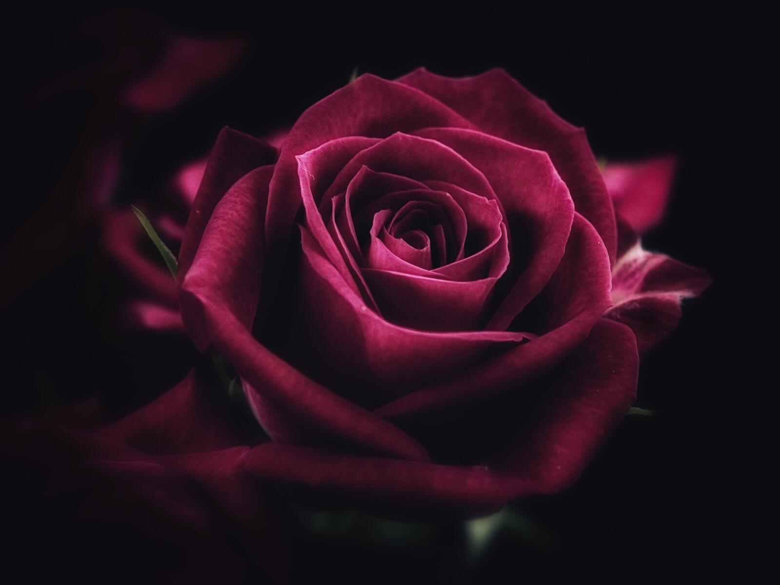 Бесплатное фото Бутон розы