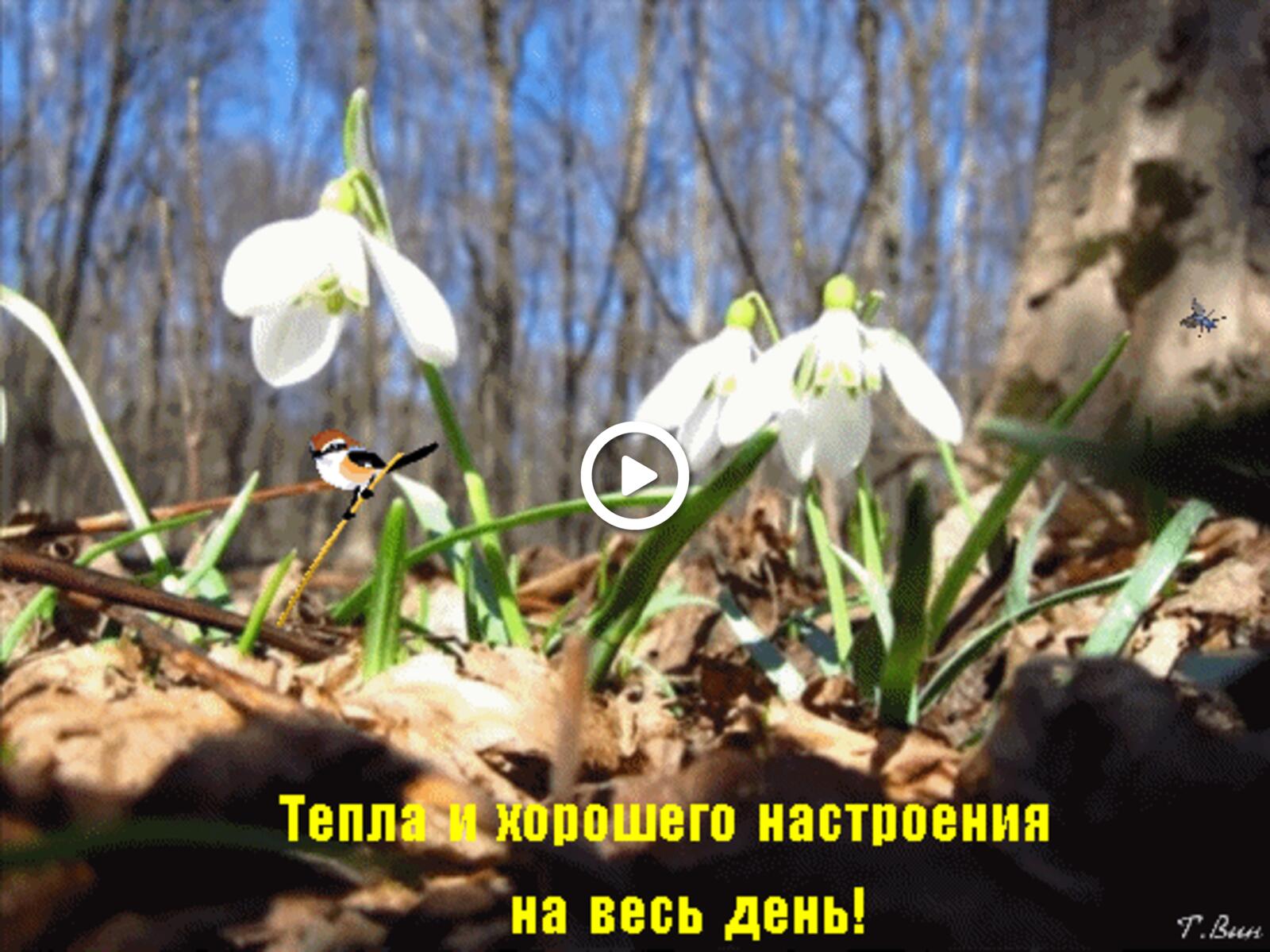 Открытка на тему весна утро пожелание белые цветы день бесплатно