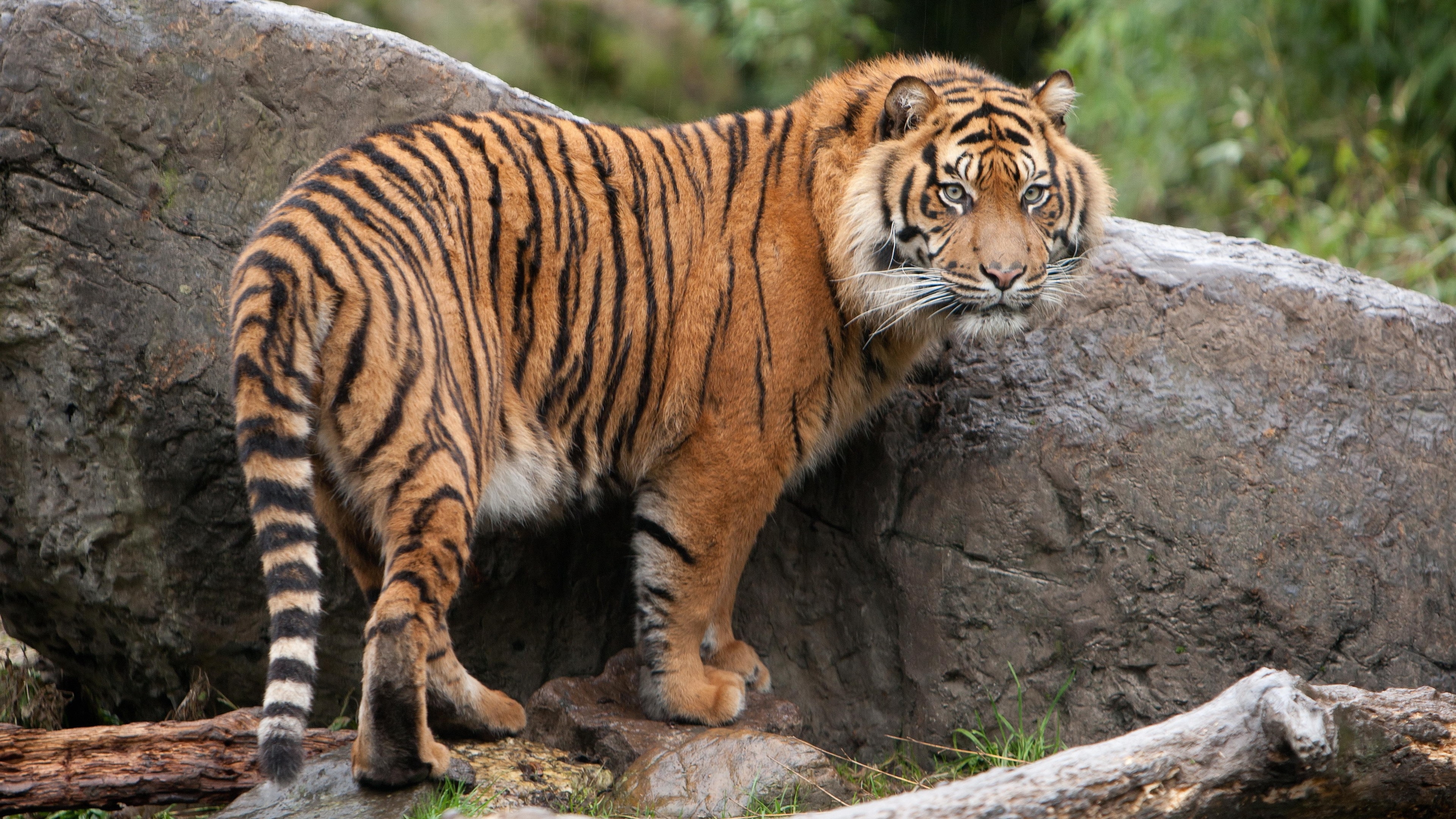 Фото бесплатно обои тигр, хищник, большие кошки
