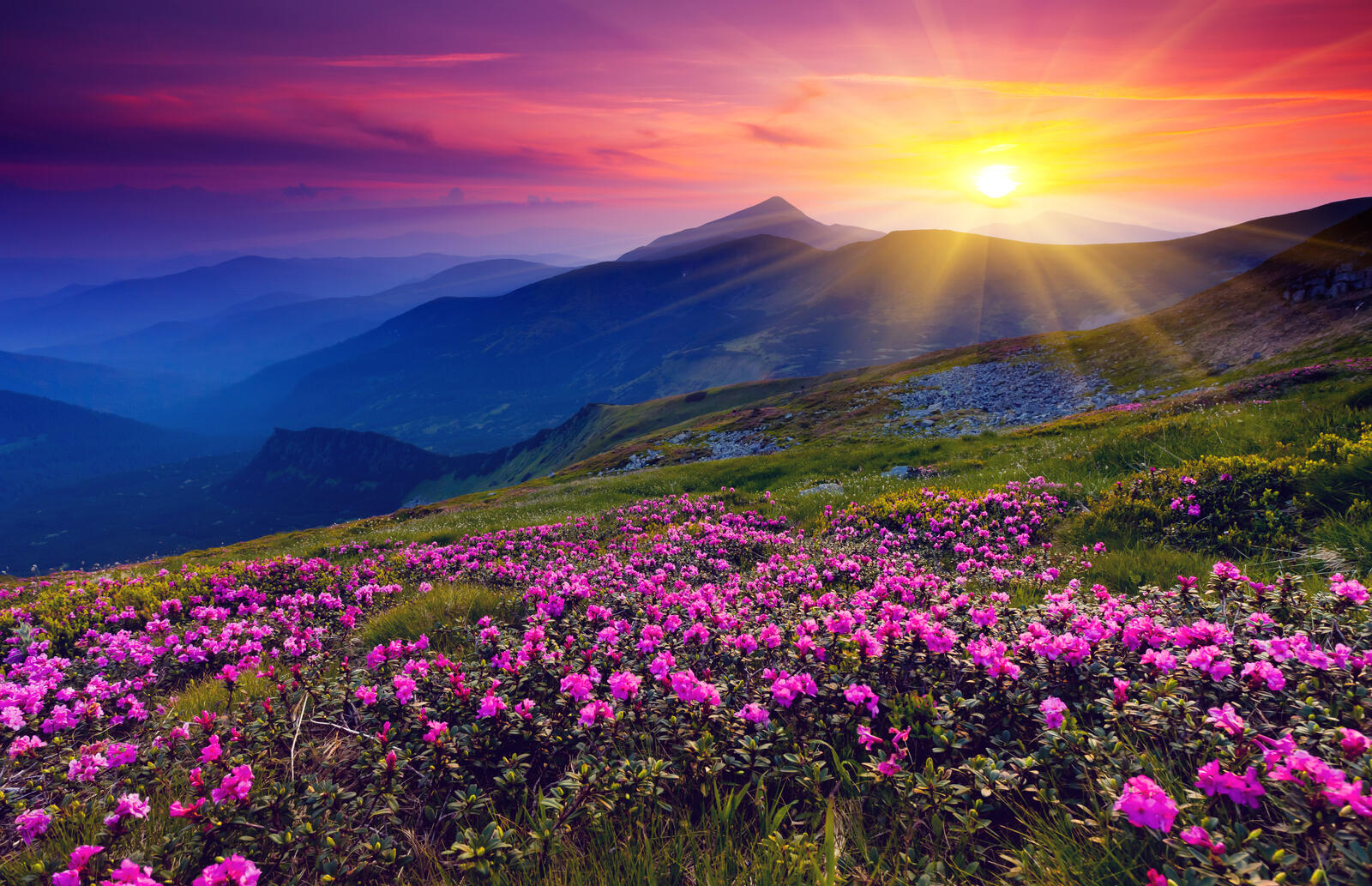 Wallpapers sunset flowers mountains on the desktop