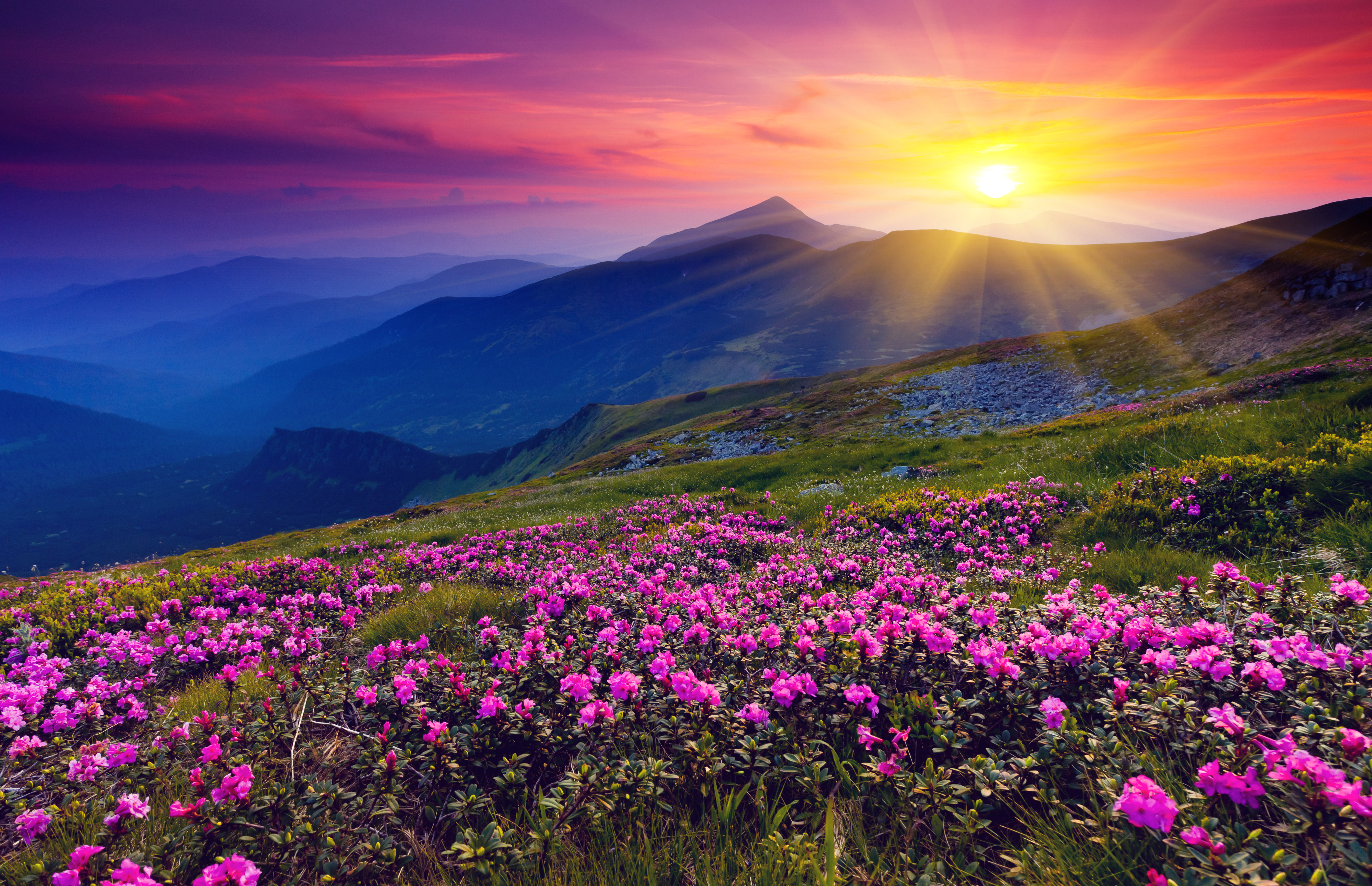 Wallpapers sunset flowers mountains on the desktop