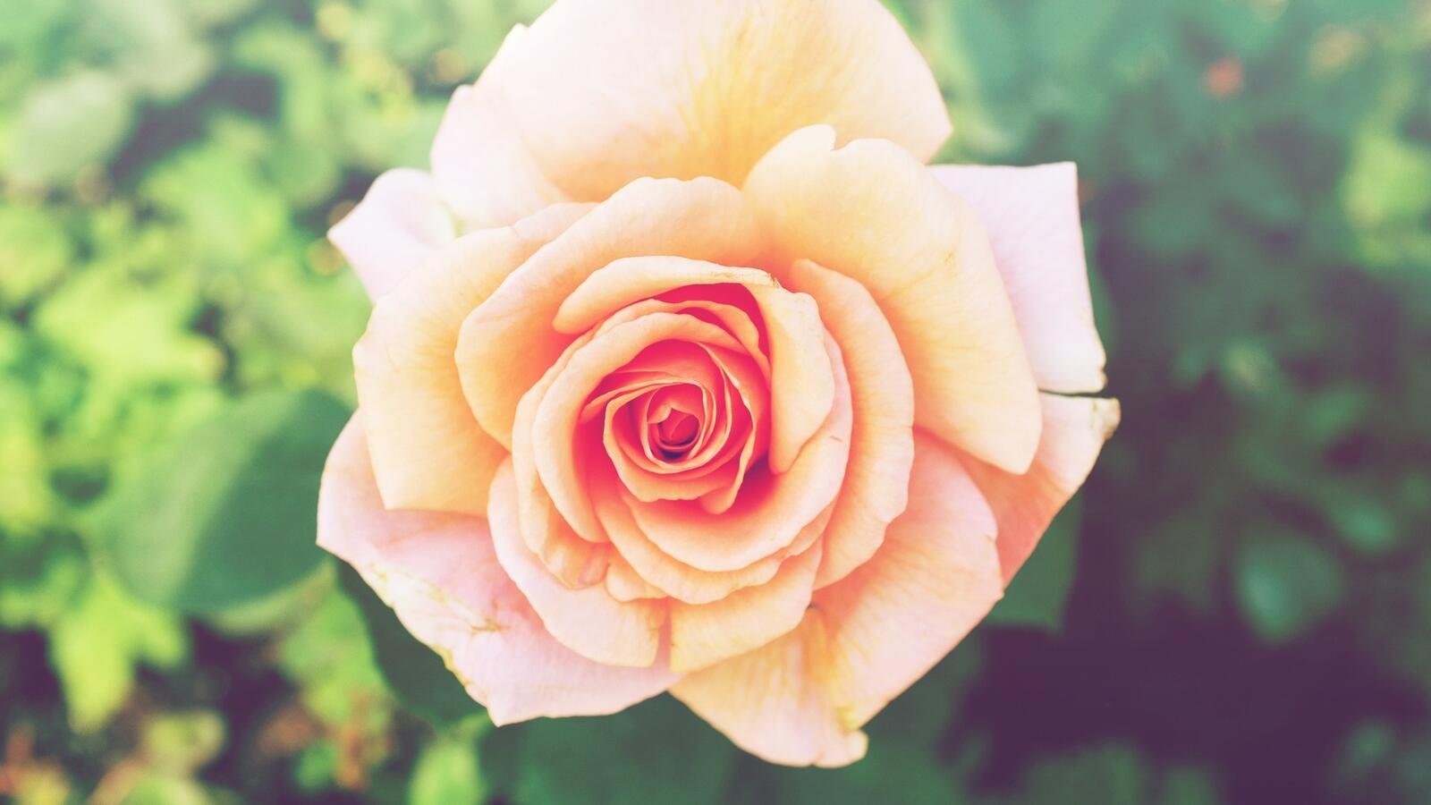 Обои обои розовая роза лепестки близко на рабочий стол