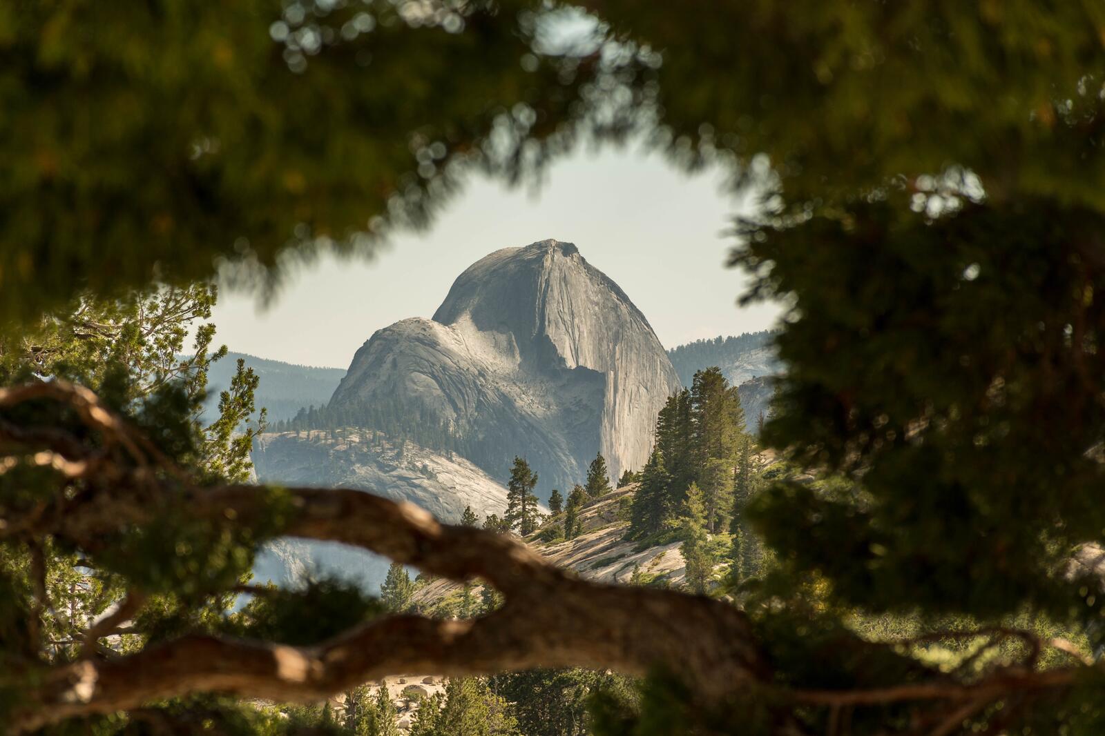 Обои национальный парк Йосемити США деревья на рабочий стол