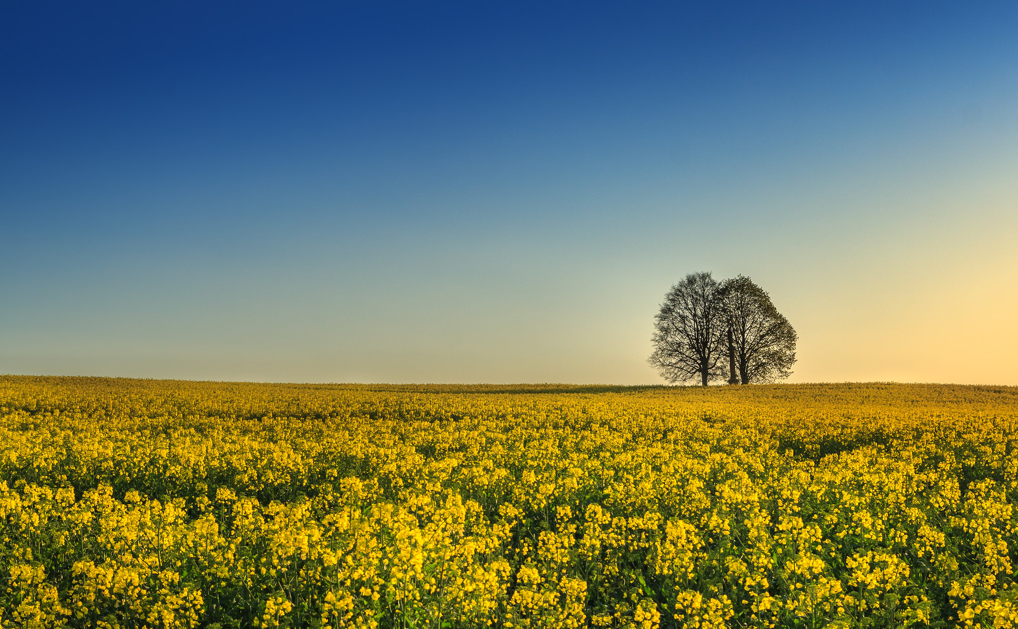 Фото бесплатно небо, одинокое дерево, желтое поле