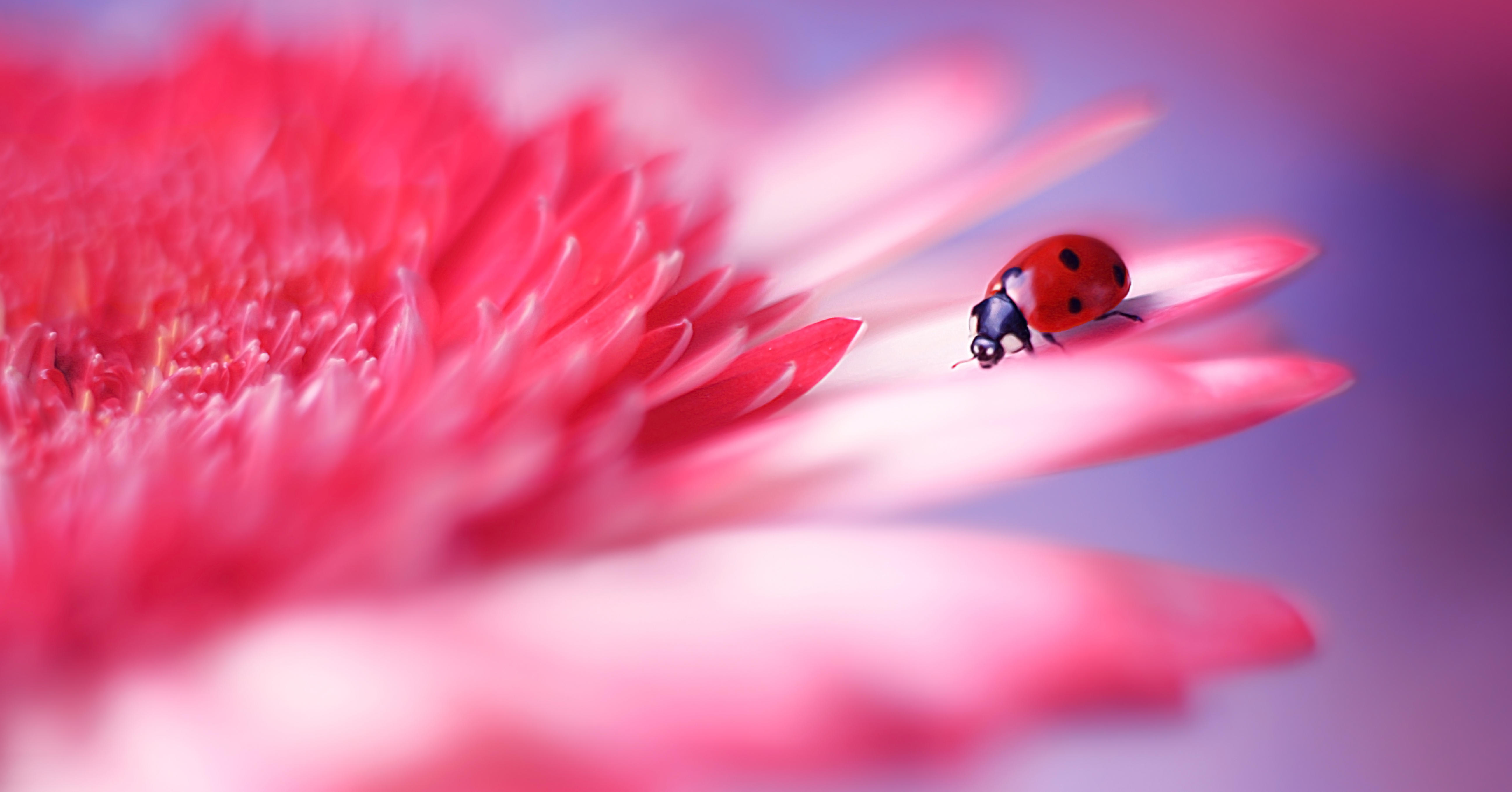 Wallpapers ladybug pink flower close-up on the desktop