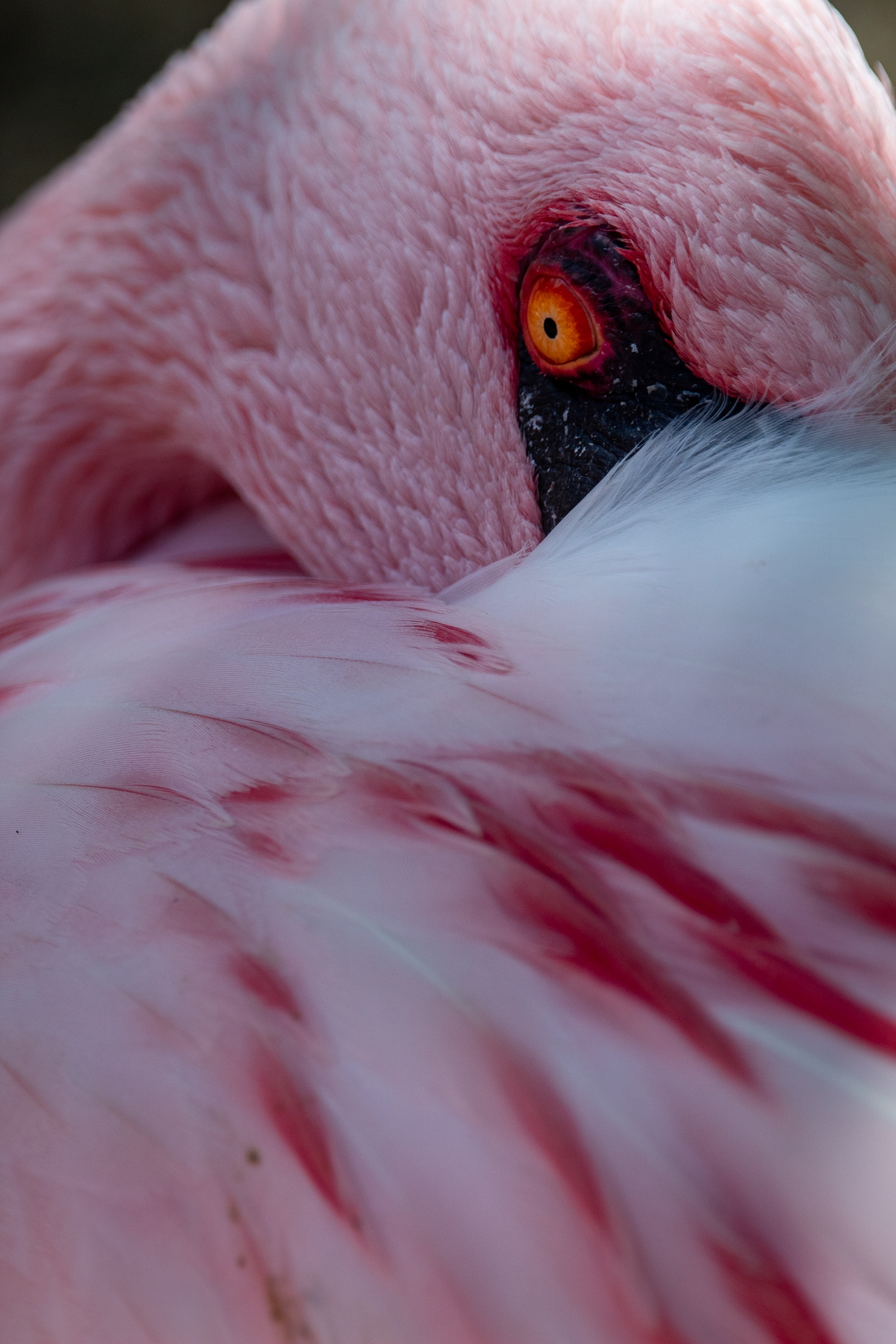Photo free flamingos, macro, feathers
