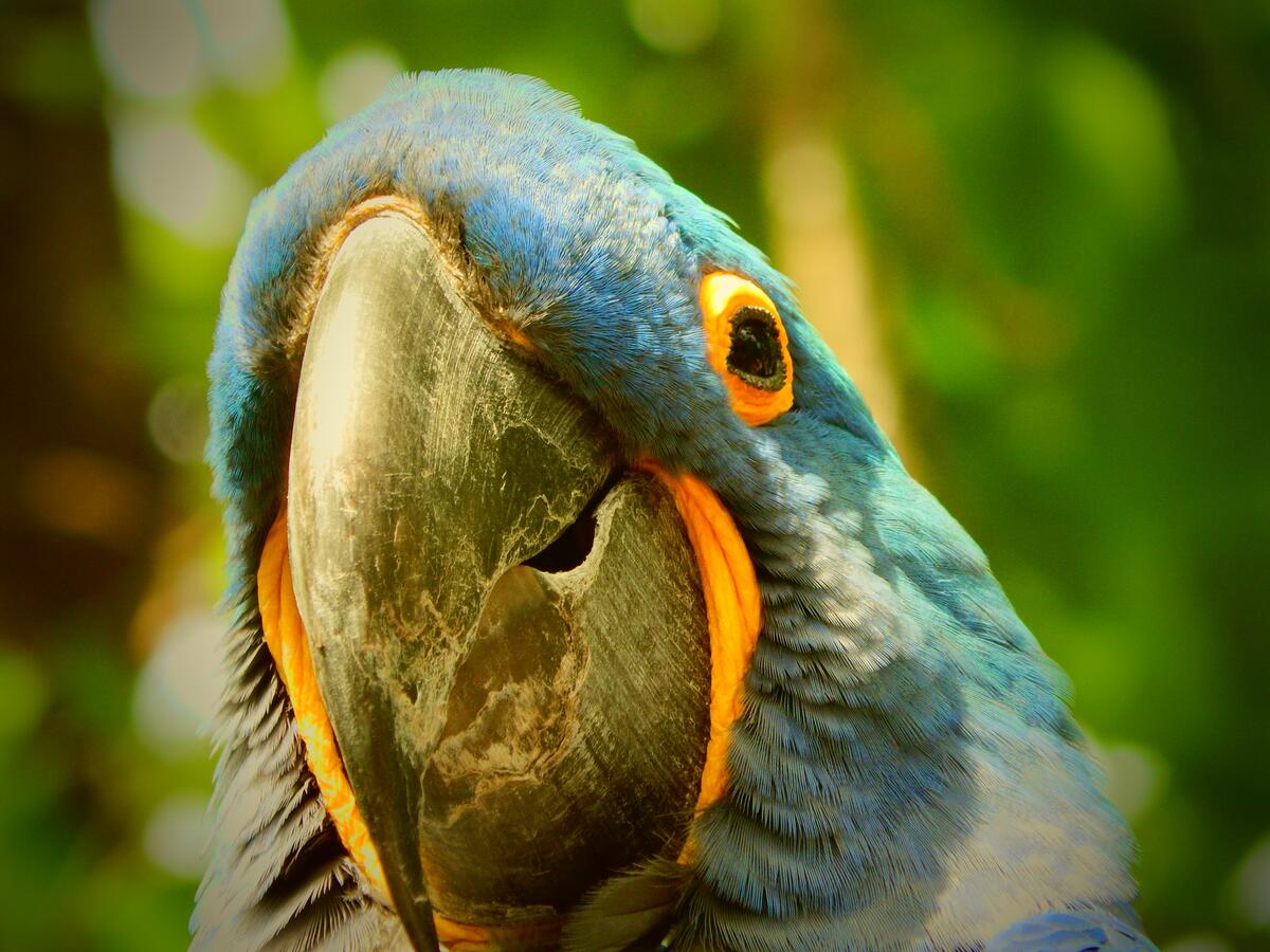 Голубой попугай ара смотрит в камеру